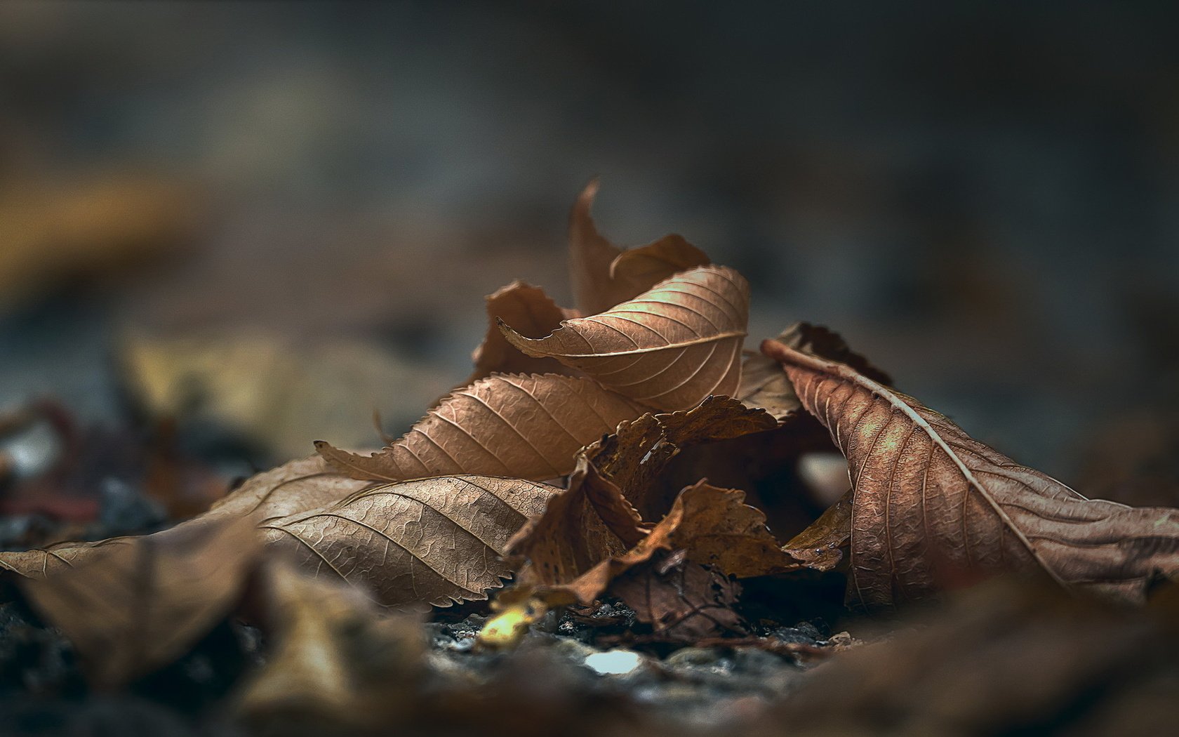 Обои природа, листья, макро, осень, nature, leaves, macro, autumn разрешение 2036x1091 Загрузить