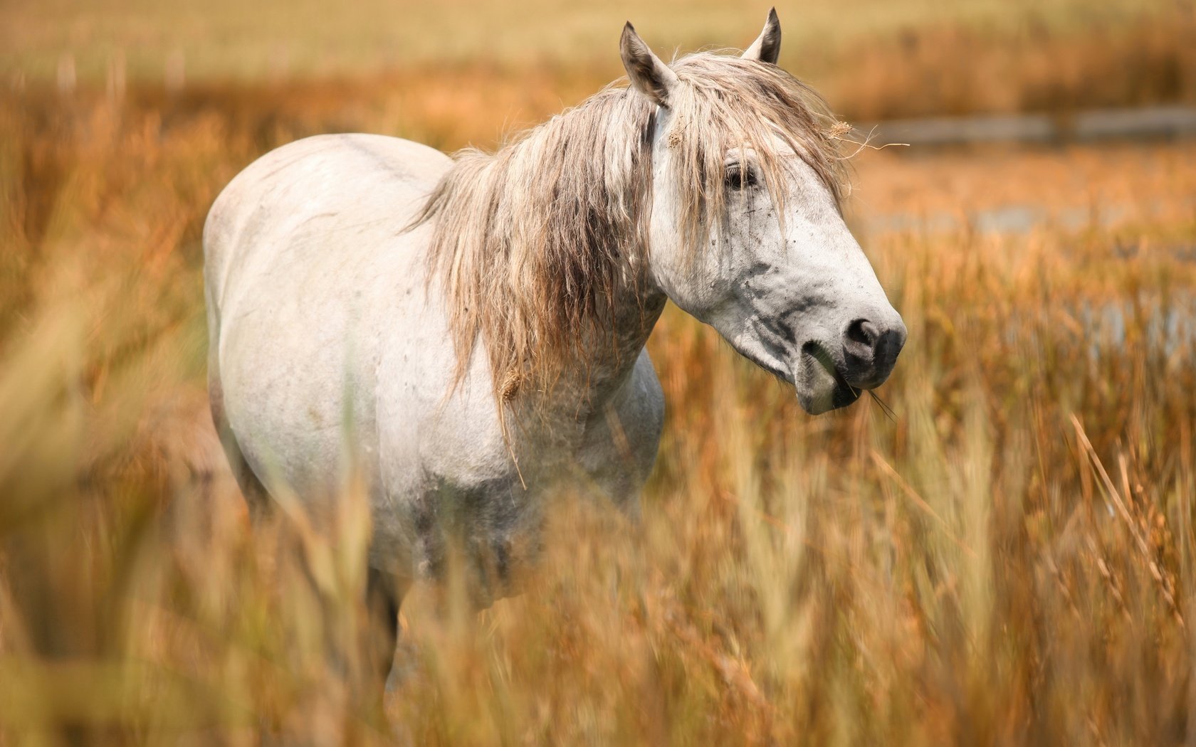 Обои морда, лошадь, портрет, поле, конь, белая, злаки, пасётся, face, horse, portrait, field, white, cereals, grazing разрешение 2669x1800 Загрузить