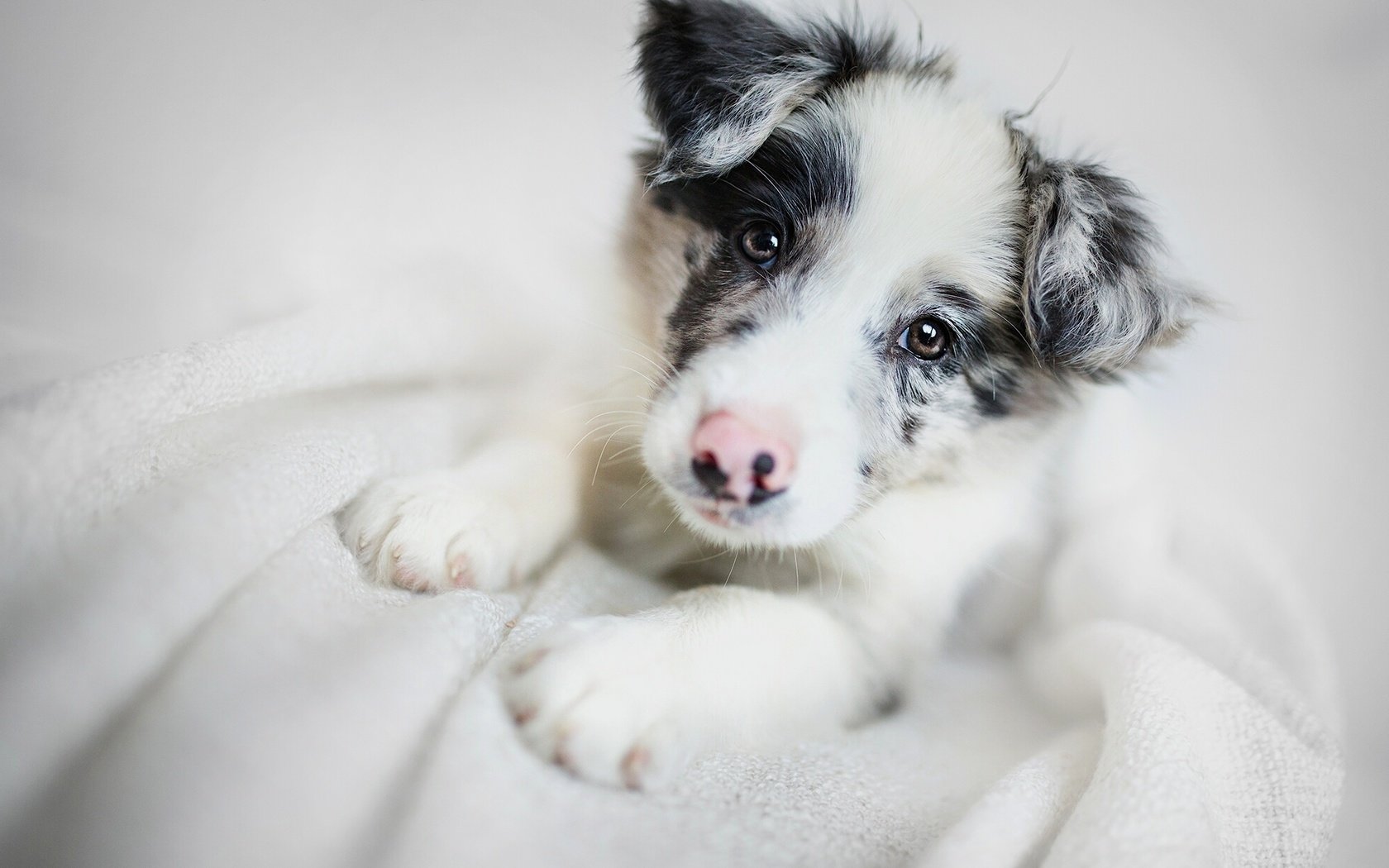 Обои морда, взгляд, собака, щенок, бордер-колли, face, look, dog, puppy, the border collie разрешение 2000x1235 Загрузить