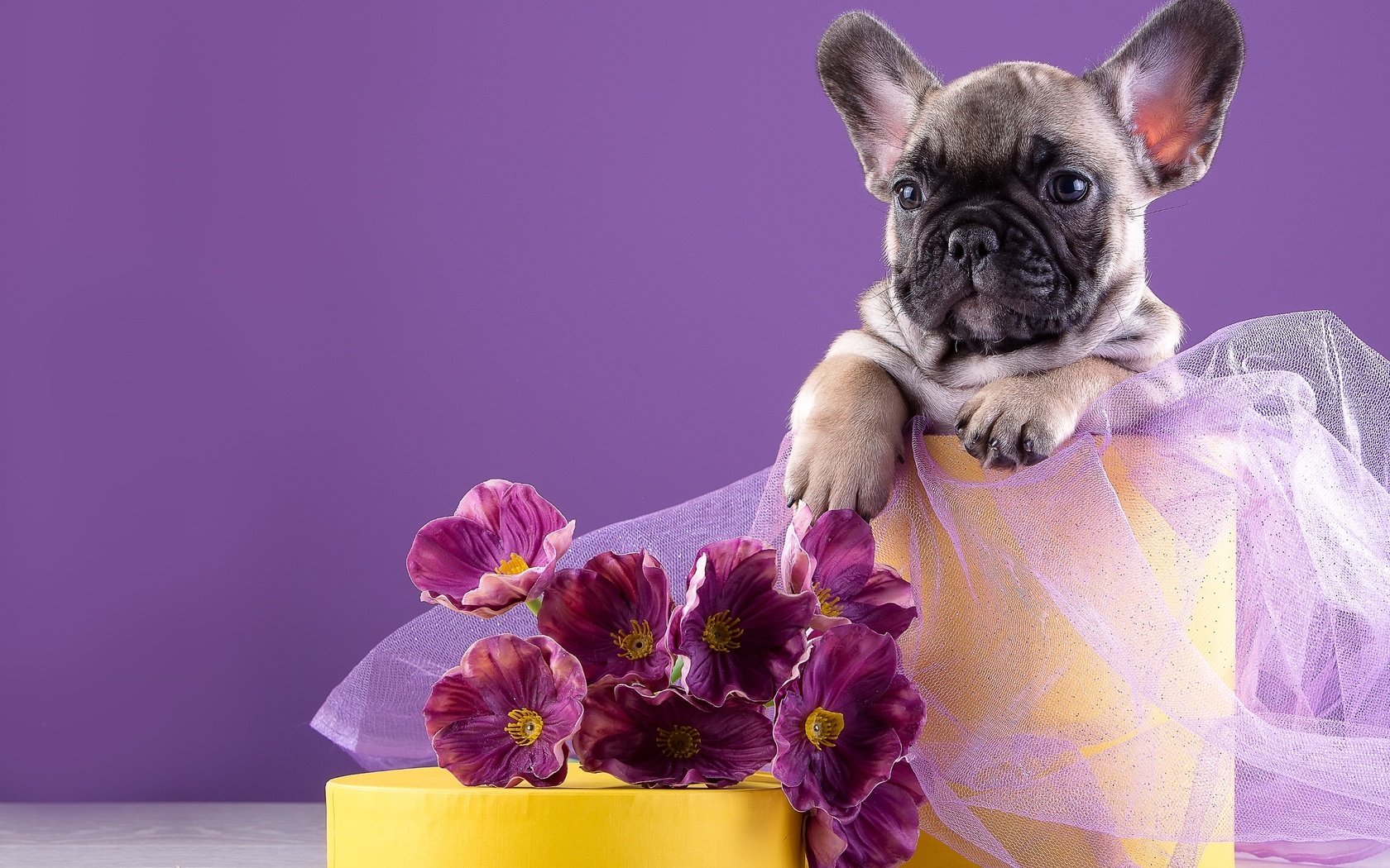 Обои цветы, щенок, французский бульдог, flowers, puppy, french bulldog разрешение 3000x2066 Загрузить