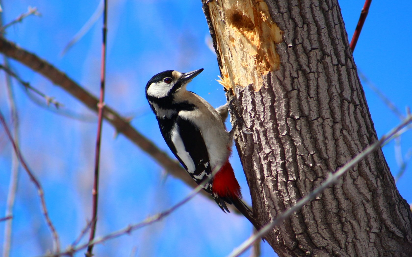 Обои дерево, птица, дятел, tree, bird, woodpecker разрешение 1920x1280 Загрузить