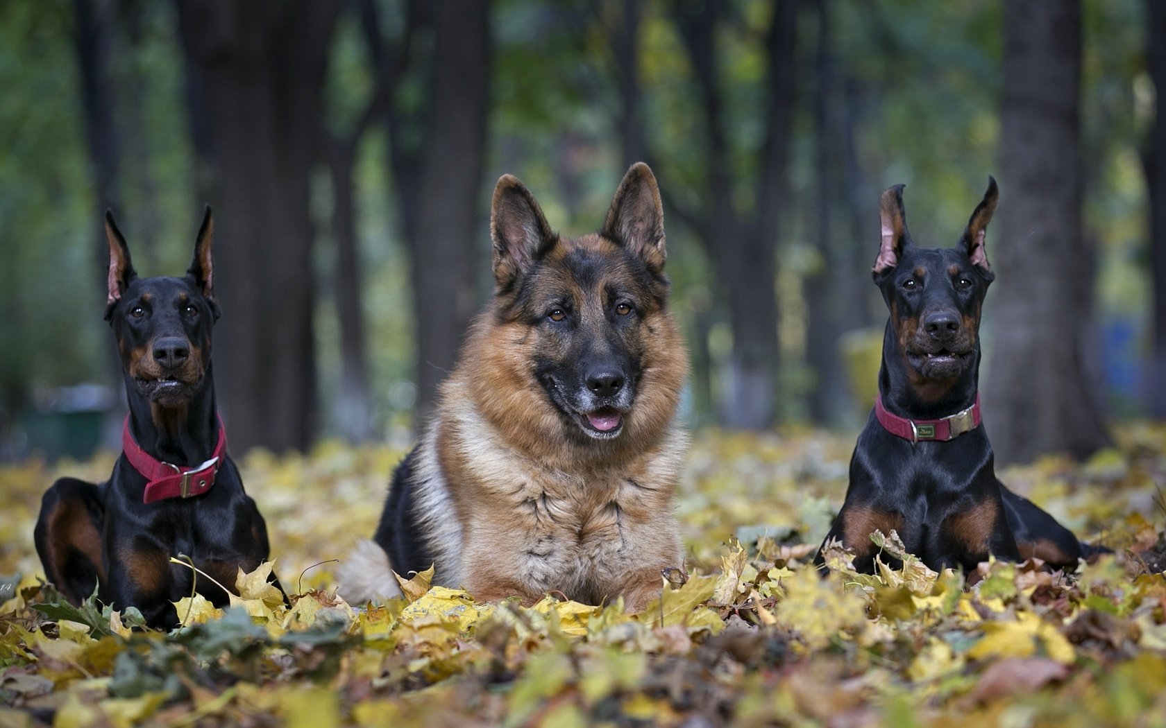 Обои немецкая овчарка, овчарка, трио, доберманы, german shepherd, shepherd, trio, dobermans разрешение 2600x1505 Загрузить