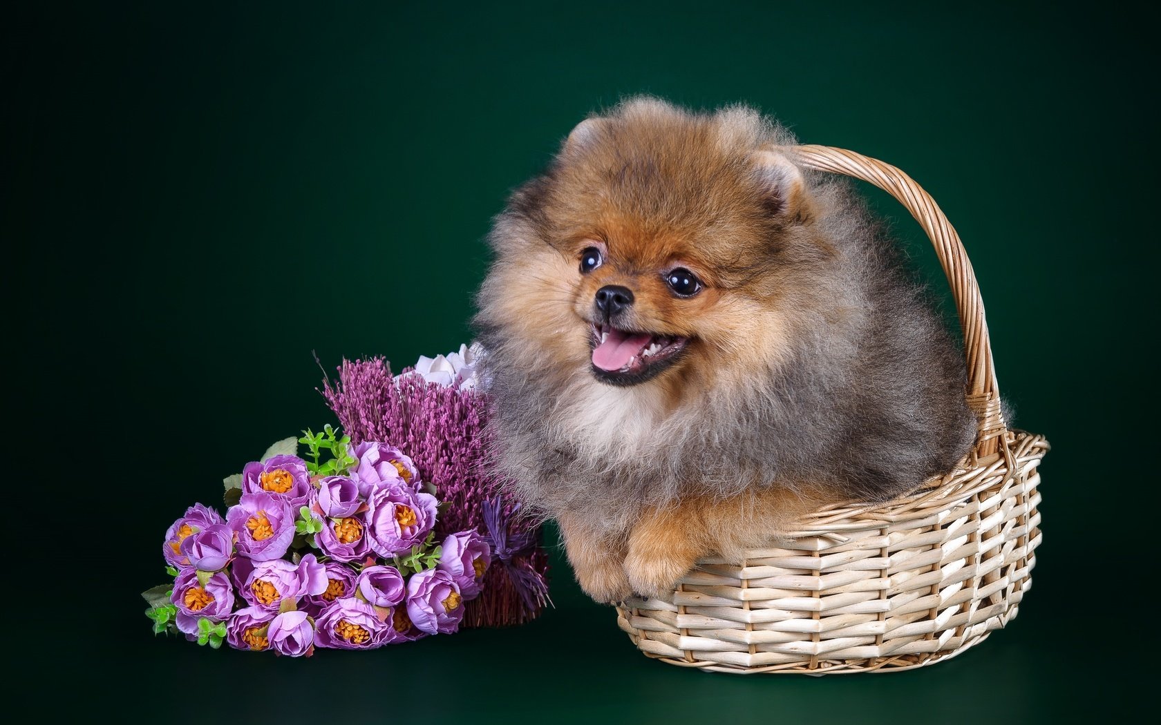 Обои щенок, корзина, шпиц, puppy, basket, spitz разрешение 3000x1975 Загрузить