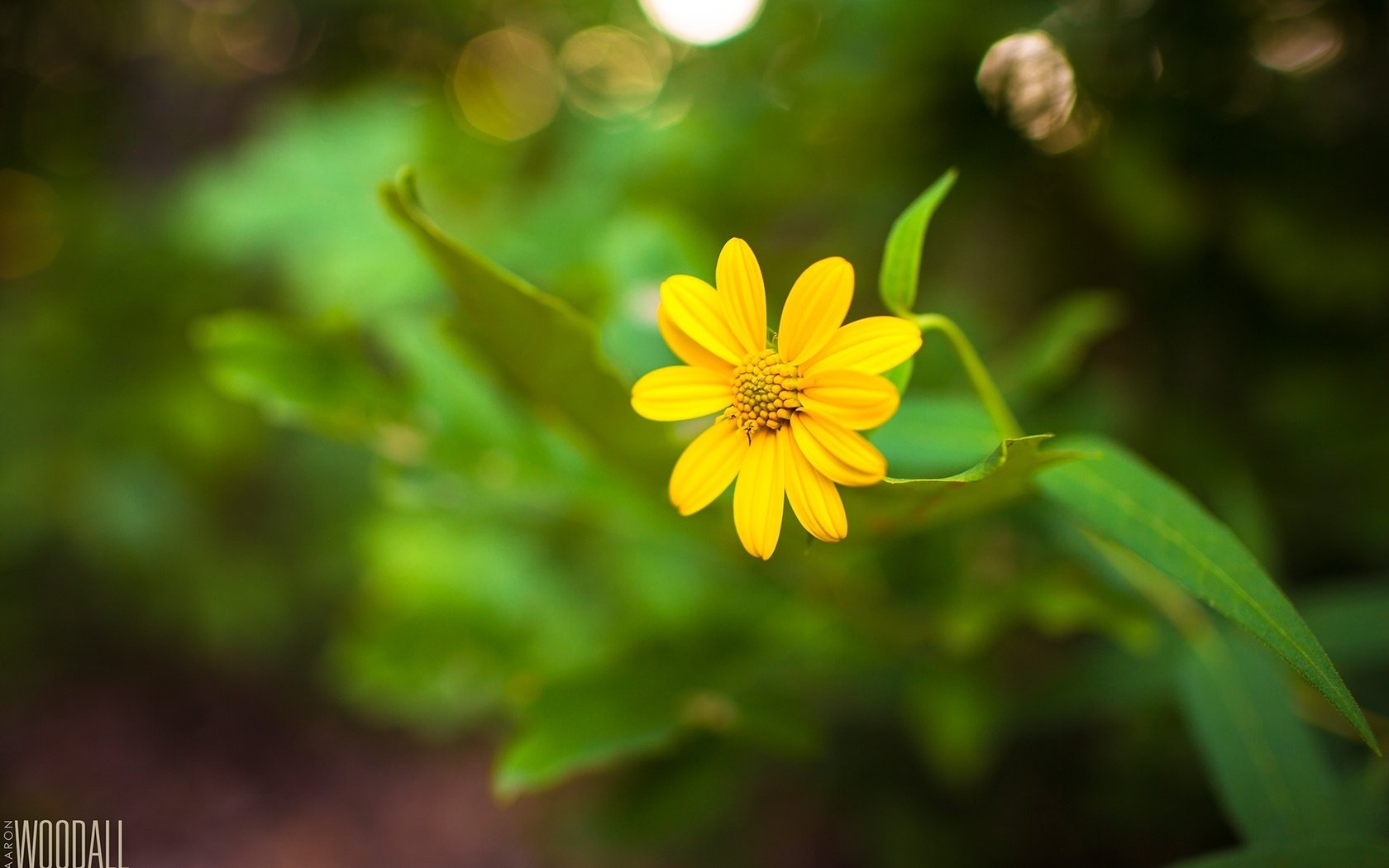 Обои желтый, цветок, фотограф, стебель, aaron woodall, yellow, flower, photographer, stem разрешение 1920x1280 Загрузить