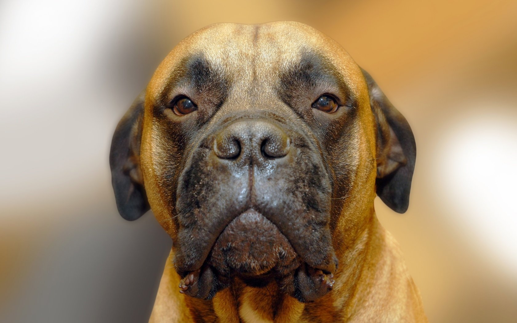 Обои портрет, собака, бульмастиф, portrait, dog, bullmastiff разрешение 2593x1729 Загрузить