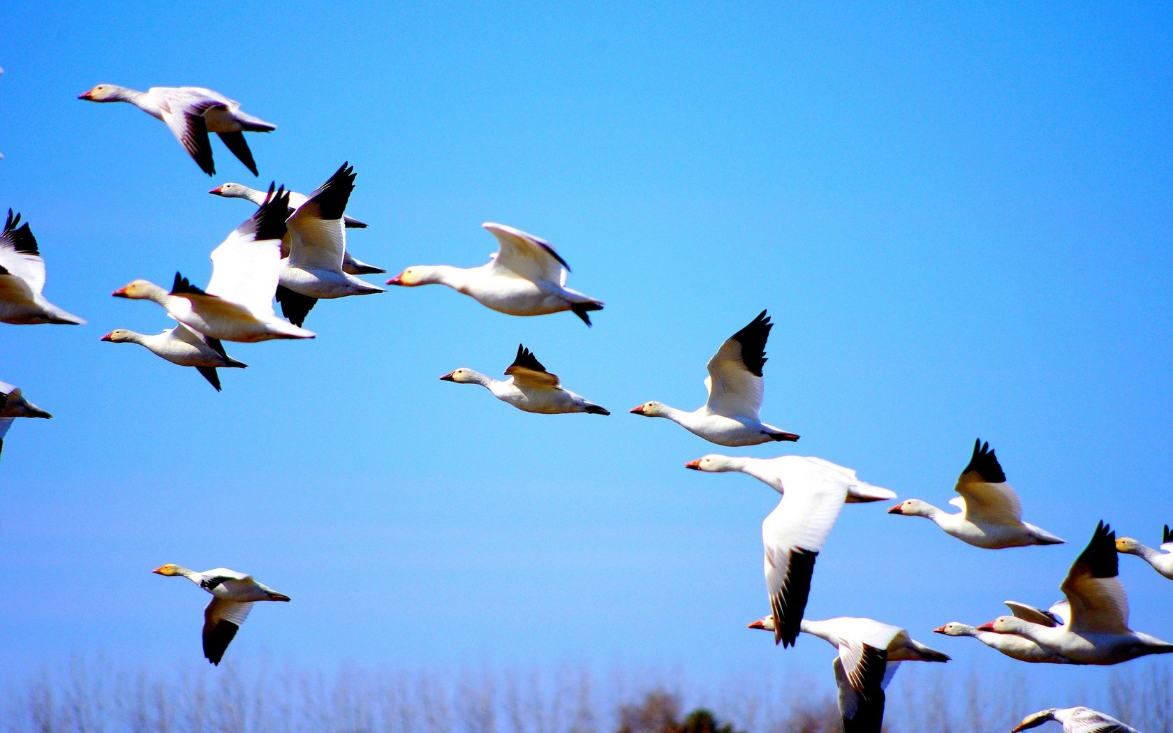 Обои природа, полет, птицы, утки, голубое небо, nature, flight, birds, duck, blue sky разрешение 2880x1913 Загрузить