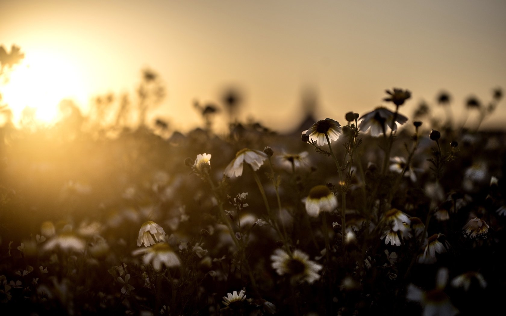 Обои свет, цветы, поле, луг, ромашки, light, flowers, field, meadow, chamomile разрешение 5472x3648 Загрузить