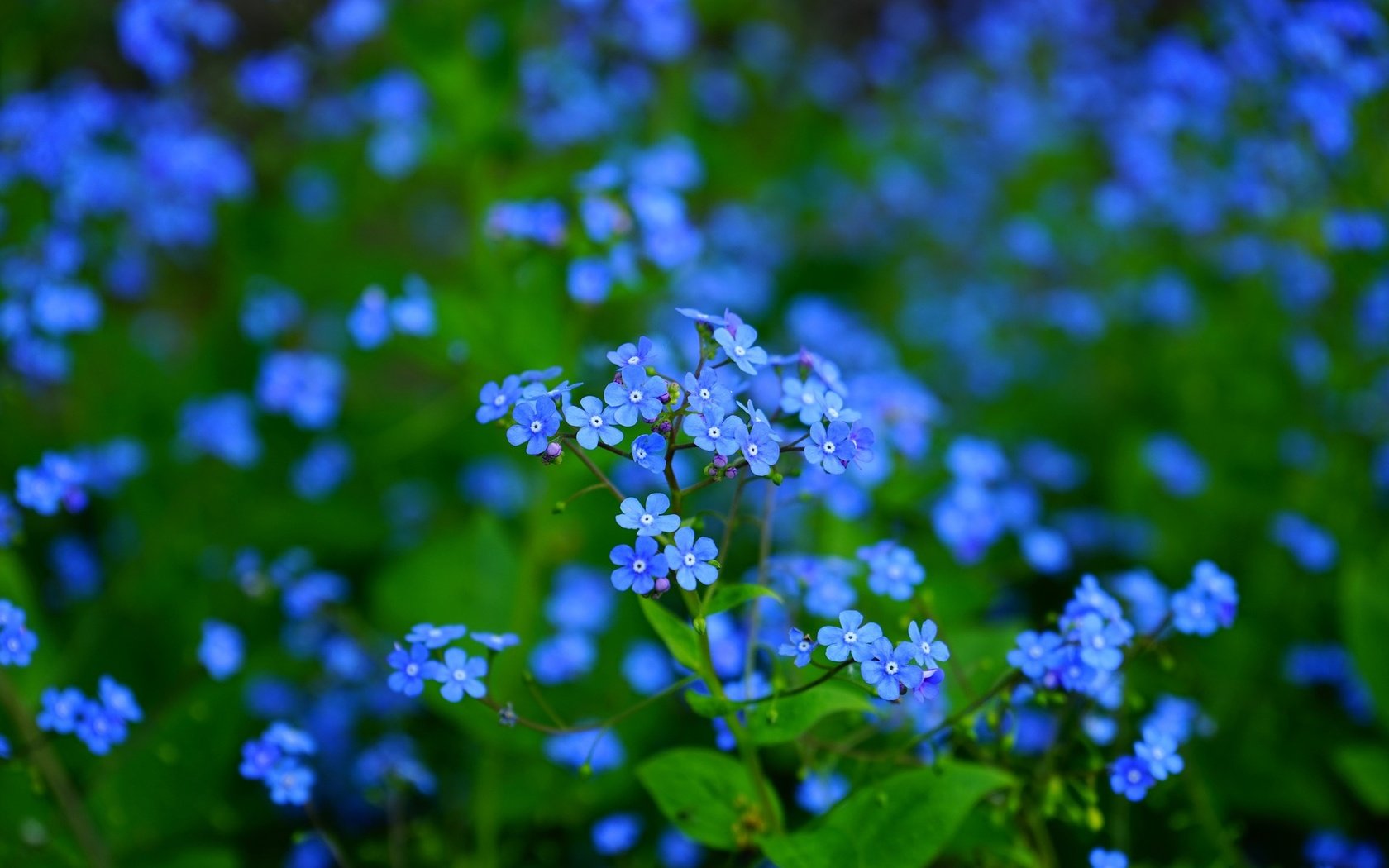 Обои цветы, листья, макро, лепестки, размытость, незабудки, синие, flowers, leaves, macro, petals, blur, forget-me-nots, blue разрешение 1920x1280 Загрузить