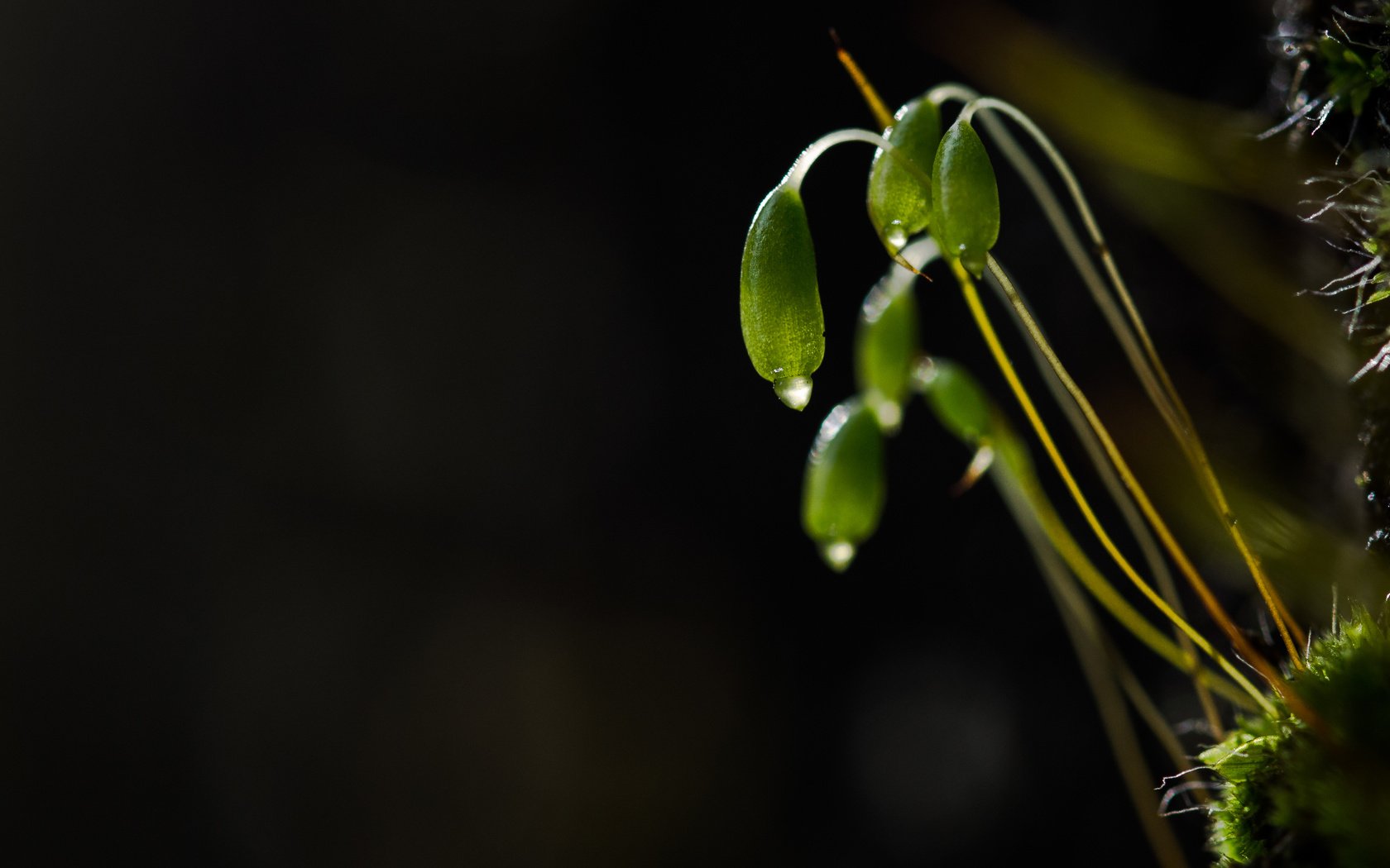 Обои природа, макро, капли, темный фон, мох, растение, росток, nature, macro, drops, the dark background, moss, plant, rostock разрешение 4592x2772 Загрузить