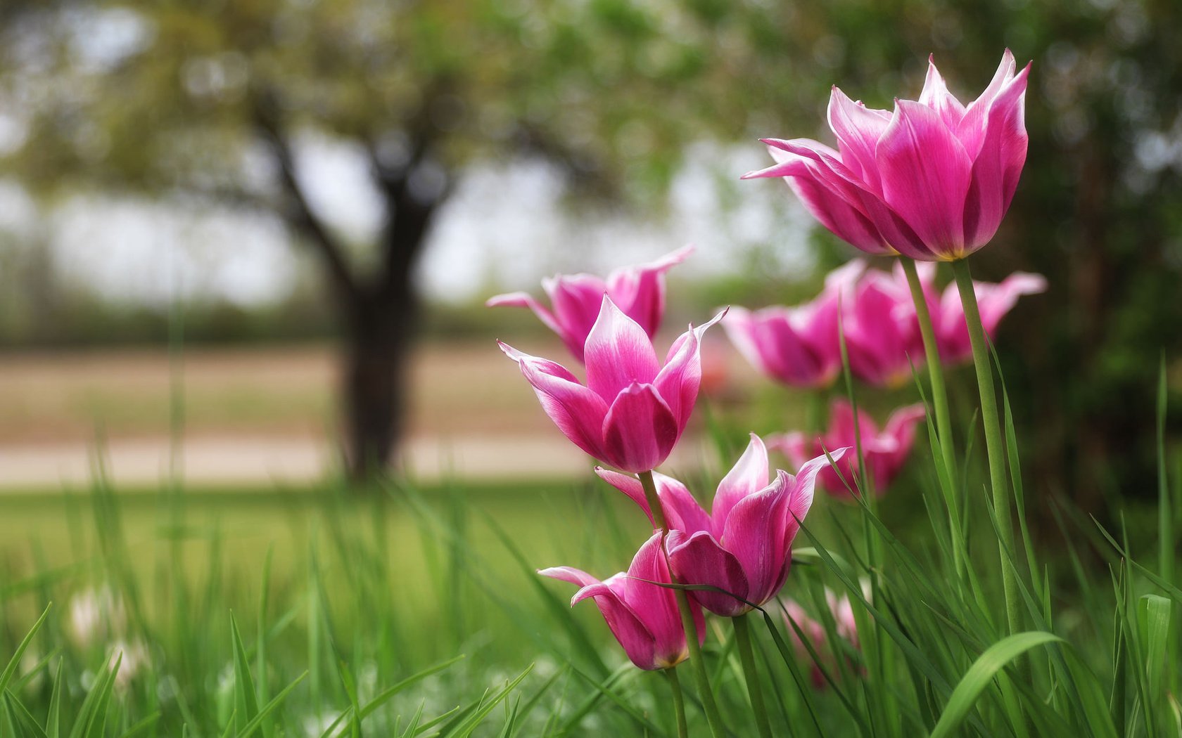 Обои природа, тюльпаны, боке, nature, tulips, bokeh разрешение 2048x1365 Загрузить