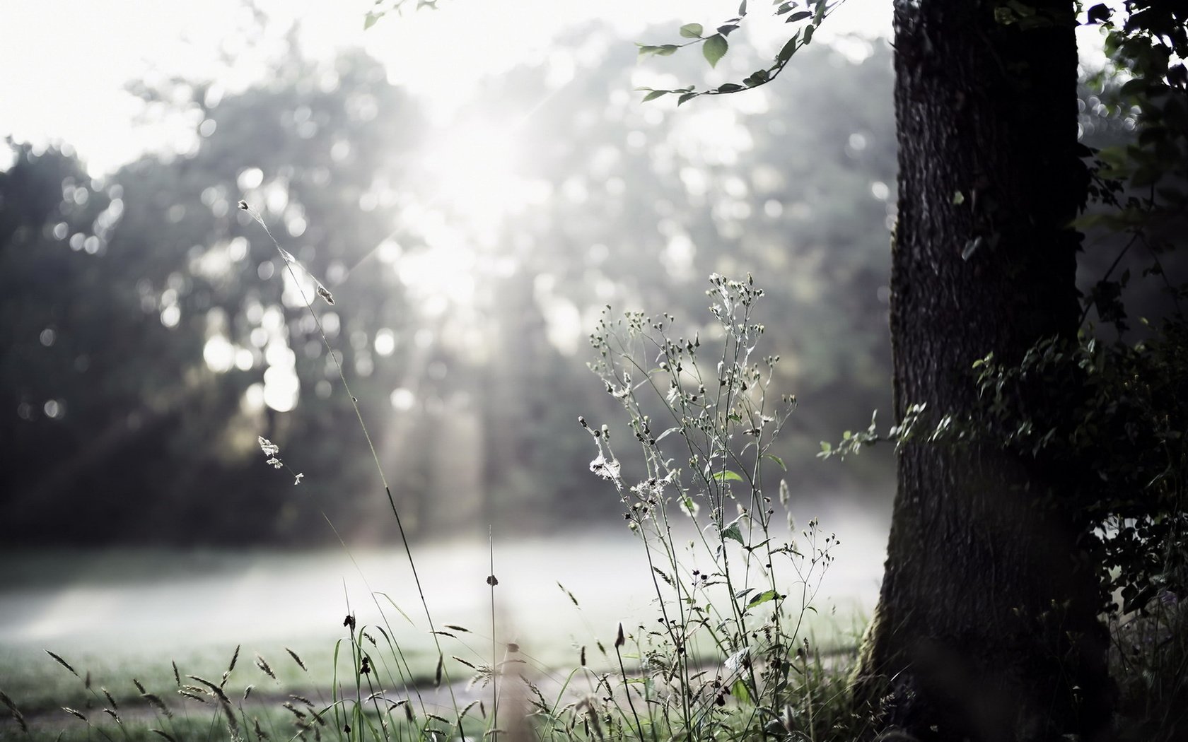 Обои трава, природа, дерево, grass, nature, tree разрешение 1920x1279 Загрузить