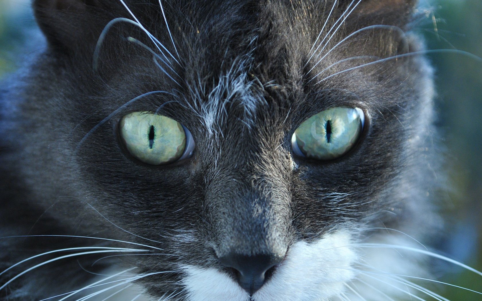 Обои глаза, фон, кот, мордочка, усы, кошка, взгляд, животное, eyes, background, cat, muzzle, mustache, look, animal разрешение 2560x1600 Загрузить