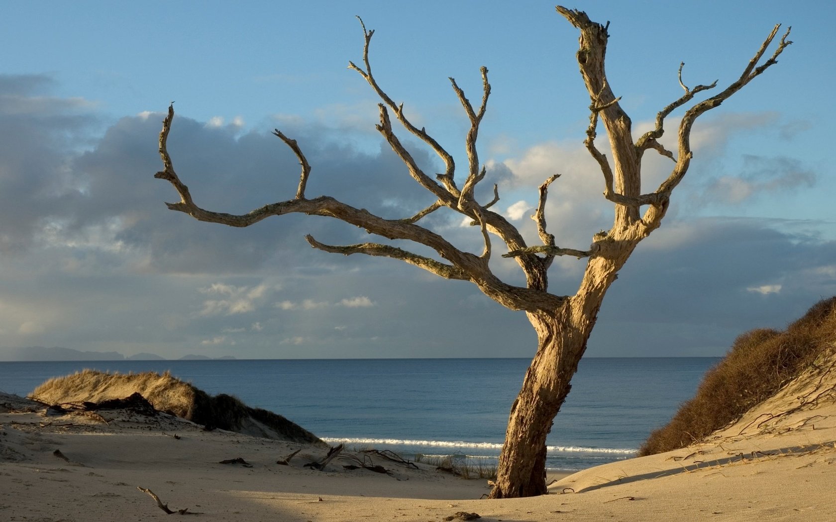 Обои дерево, море, побережье, tree, sea, coast разрешение 2560x1600 Загрузить