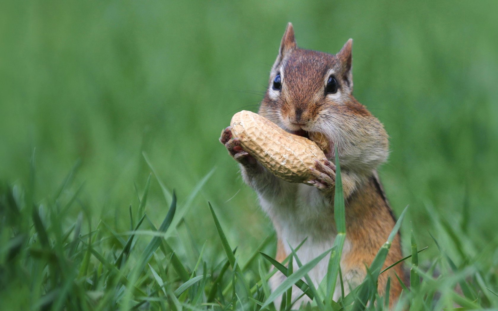 Обои орех, арахис, бурундук, грызун, щёки, walnut, peanuts, chipmunk, rodent, cheeks разрешение 1920x1200 Загрузить