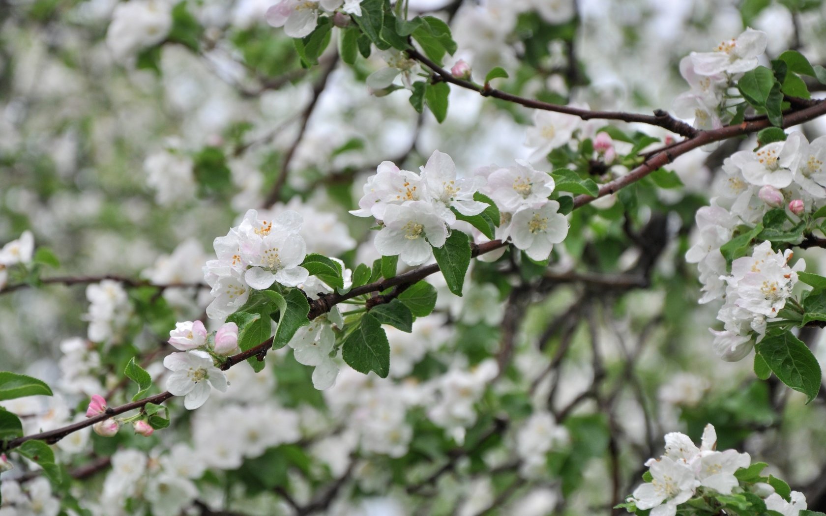 Обои дерево, ветки, весна, яблоня, tree, branches, spring, apple разрешение 3000x1993 Загрузить