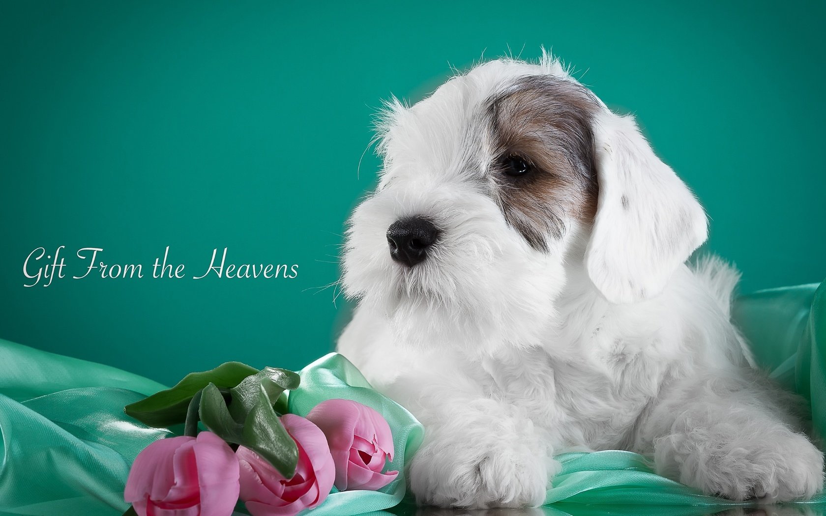 Обои цветы, щенок, ткань, тюльпаны, силихем-терьер, flowers, puppy, fabric, tulips, the sealyham terrier разрешение 3000x1839 Загрузить