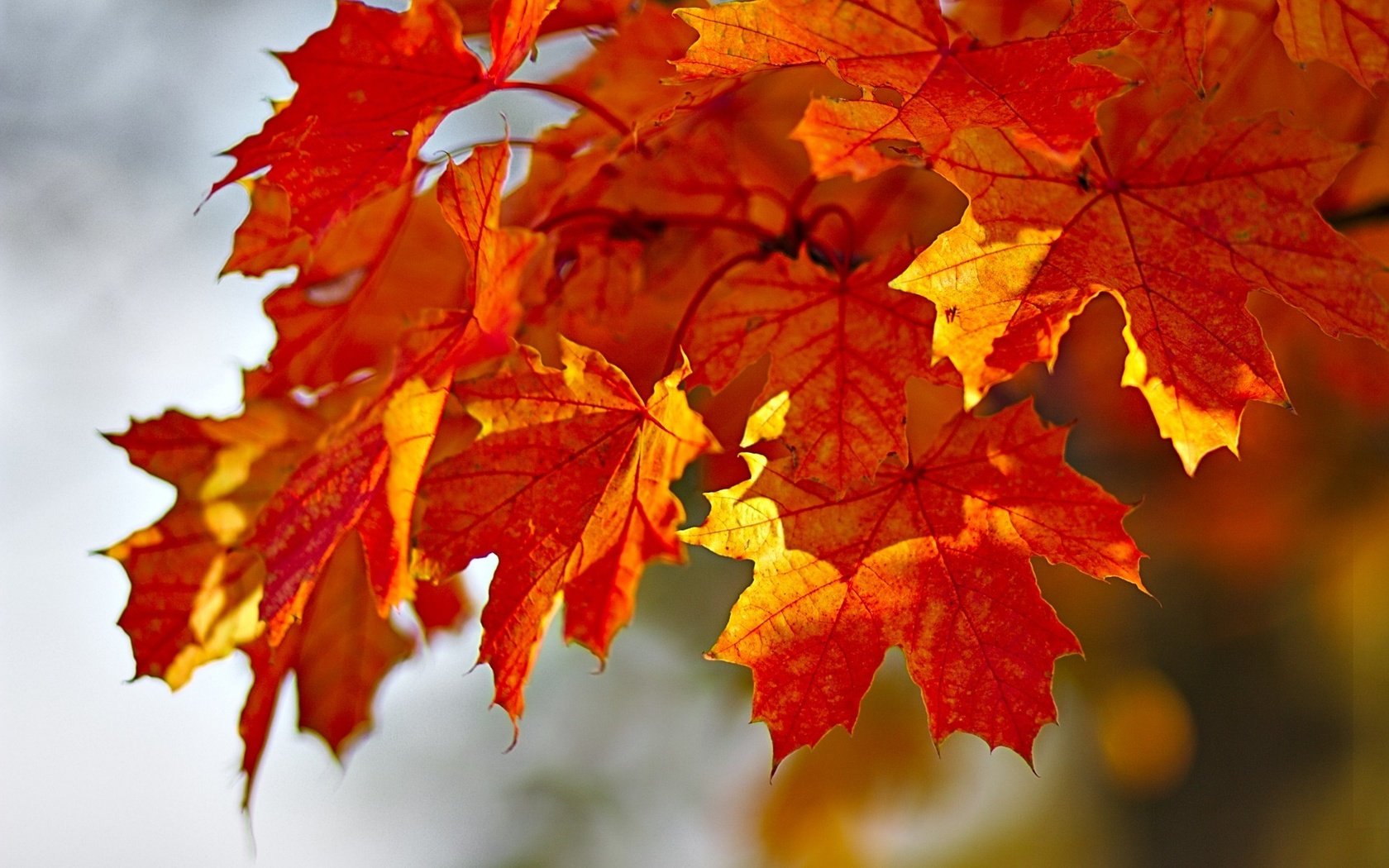 Обои листья, краски, осень, клен, leaves, paint, autumn, maple разрешение 1920x1278 Загрузить