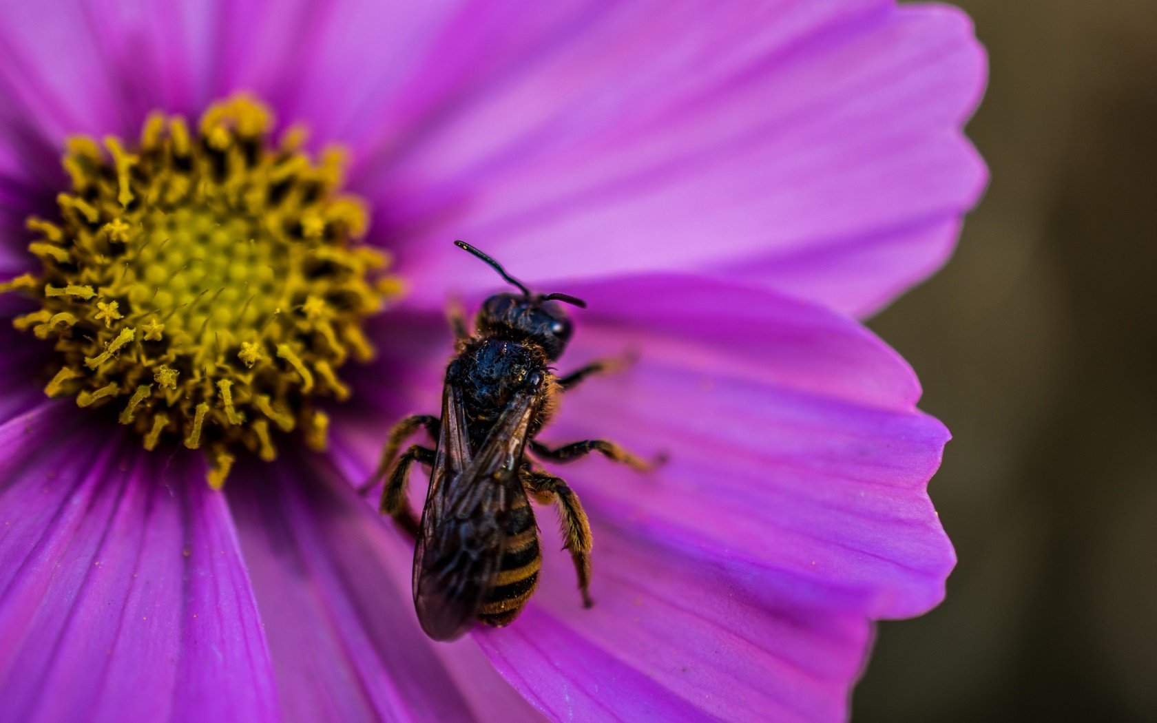 Обои макро, насекомое, цветок, пчела, оса, цветком, wasp, macro, insect, flower, bee, osa разрешение 2880x1915 Загрузить