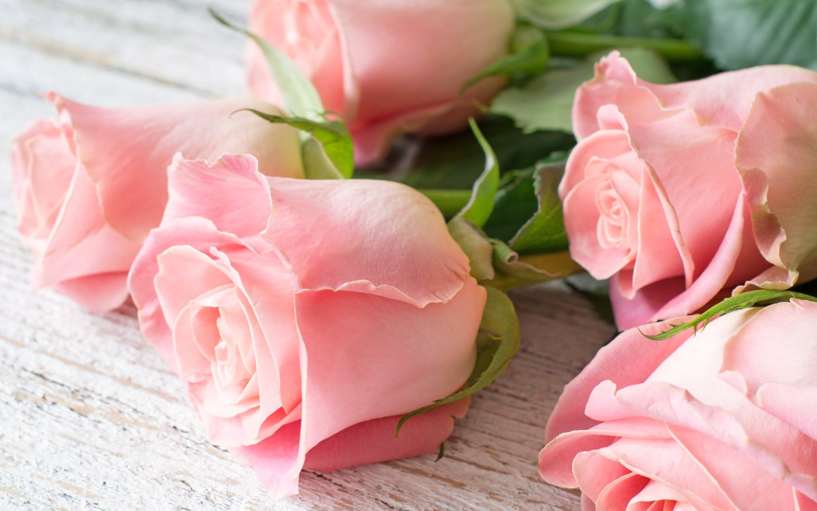 Обои цветы, бутоны, розы, лепестки,  цветы, роз, пинк, flowers, buds, roses, petals, pink разрешение 6000x4000 Загрузить