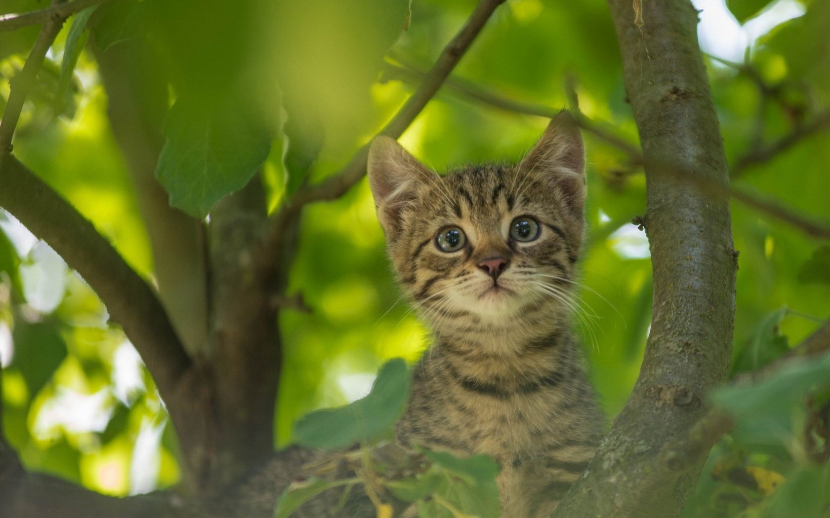 Обои кот, усы, кошка, котенок, на дереве, cat, mustache, kitty, on the tree разрешение 1920x1200 Загрузить