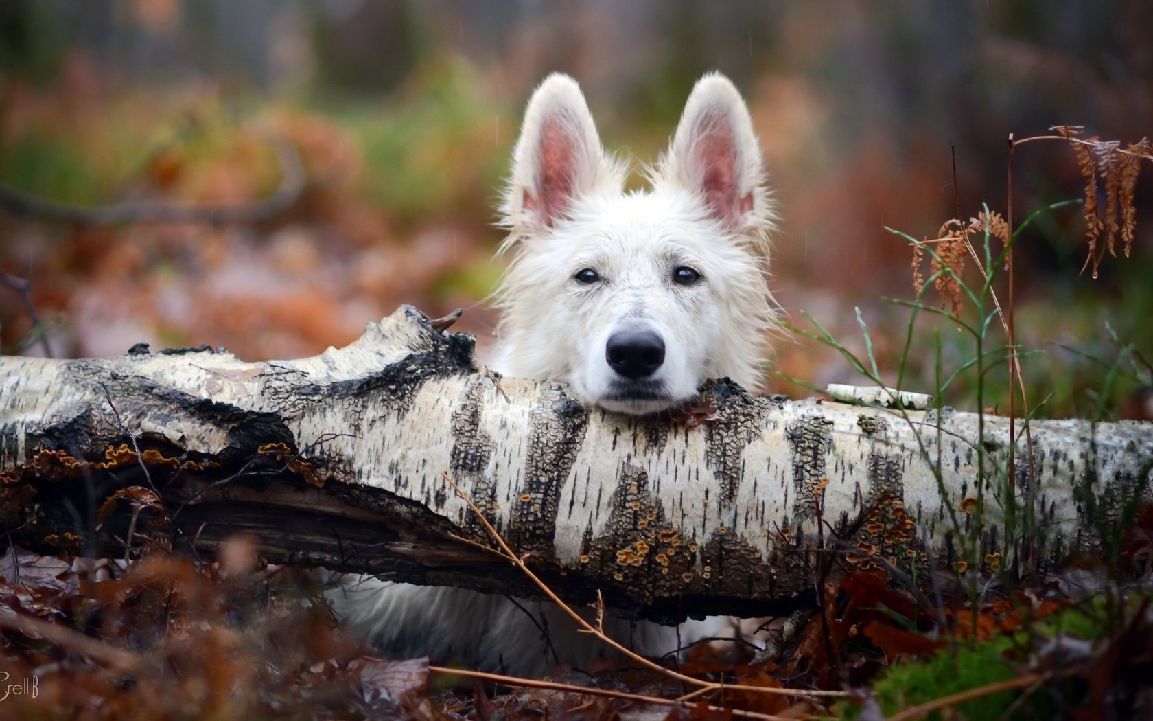 Обои дерево, взгляд, собака, tree, look, dog разрешение 2048x1193 Загрузить