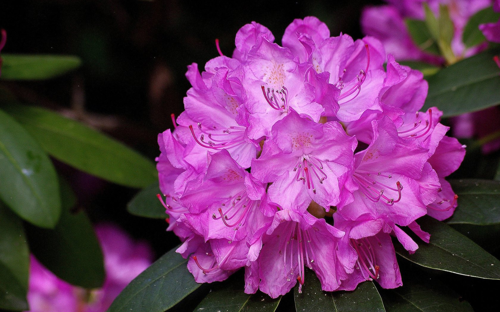 Обои розовый, крупным планом, рододендрон, pink, closeup, rhododendron разрешение 1920x1200 Загрузить