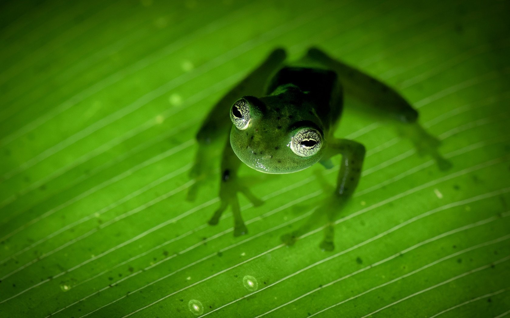 Обои природа, лапы, лист, лягушка, зеленая, земноводное, коста-рика, nature, paws, sheet, frog, green, amphibian, costa rica разрешение 2048x1287 Загрузить