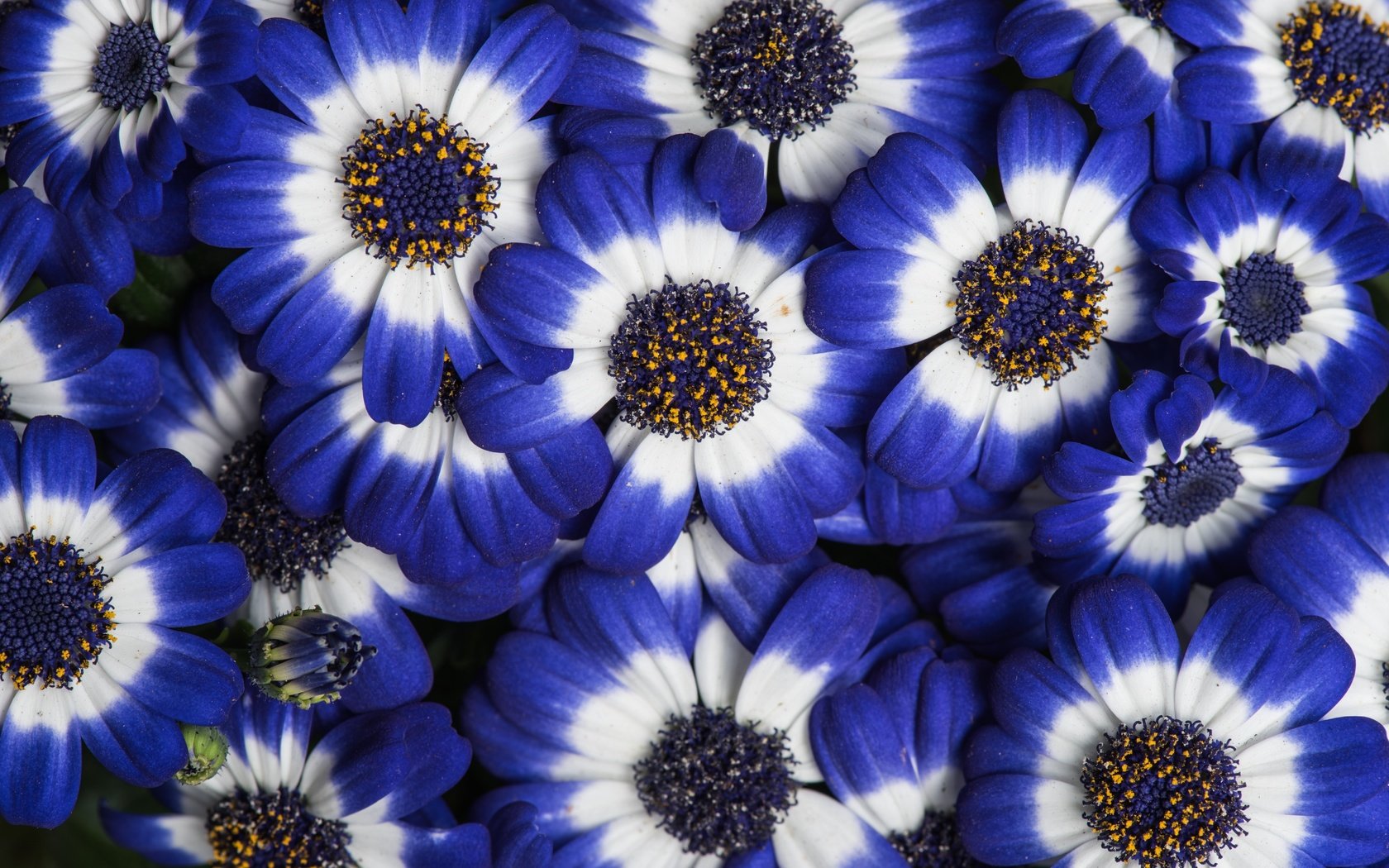 Обои цветы, лепестки, цвет, цинерария, flowers, petals, color, cineraria разрешение 6016x4016 Загрузить