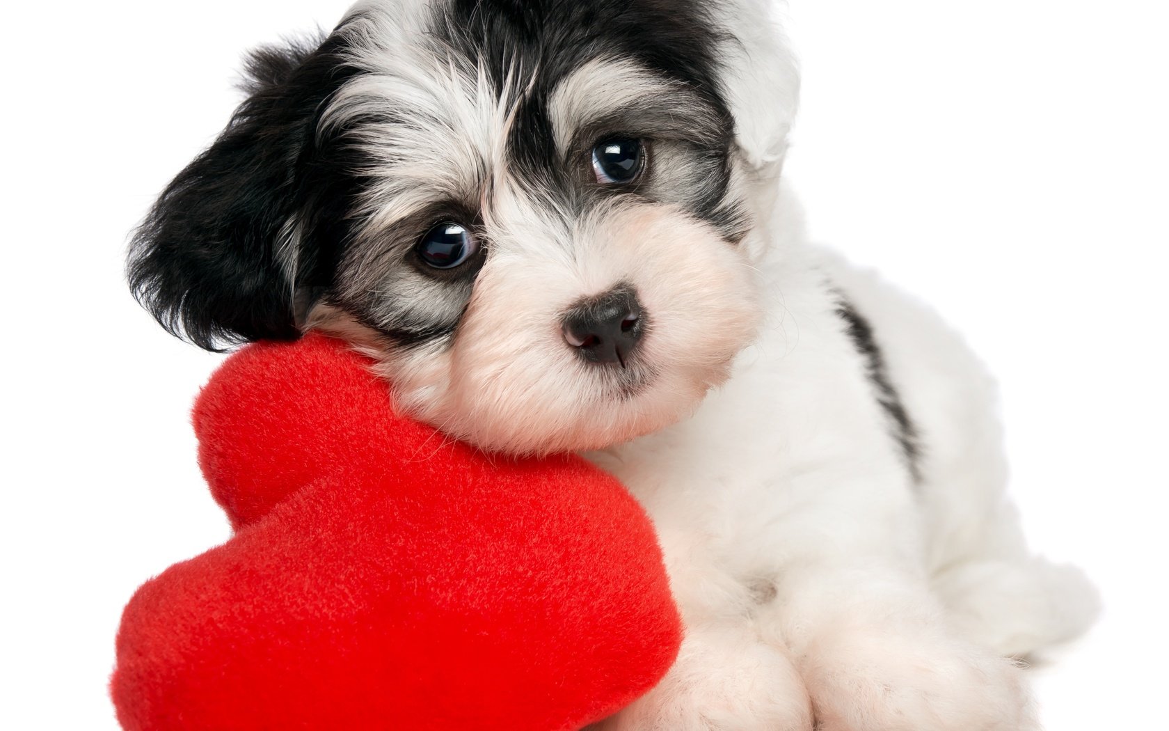 Обои собака, сердце, щенок, белый фон, valentines day, dog, heart, puppy, white background разрешение 5064x4366 Загрузить
