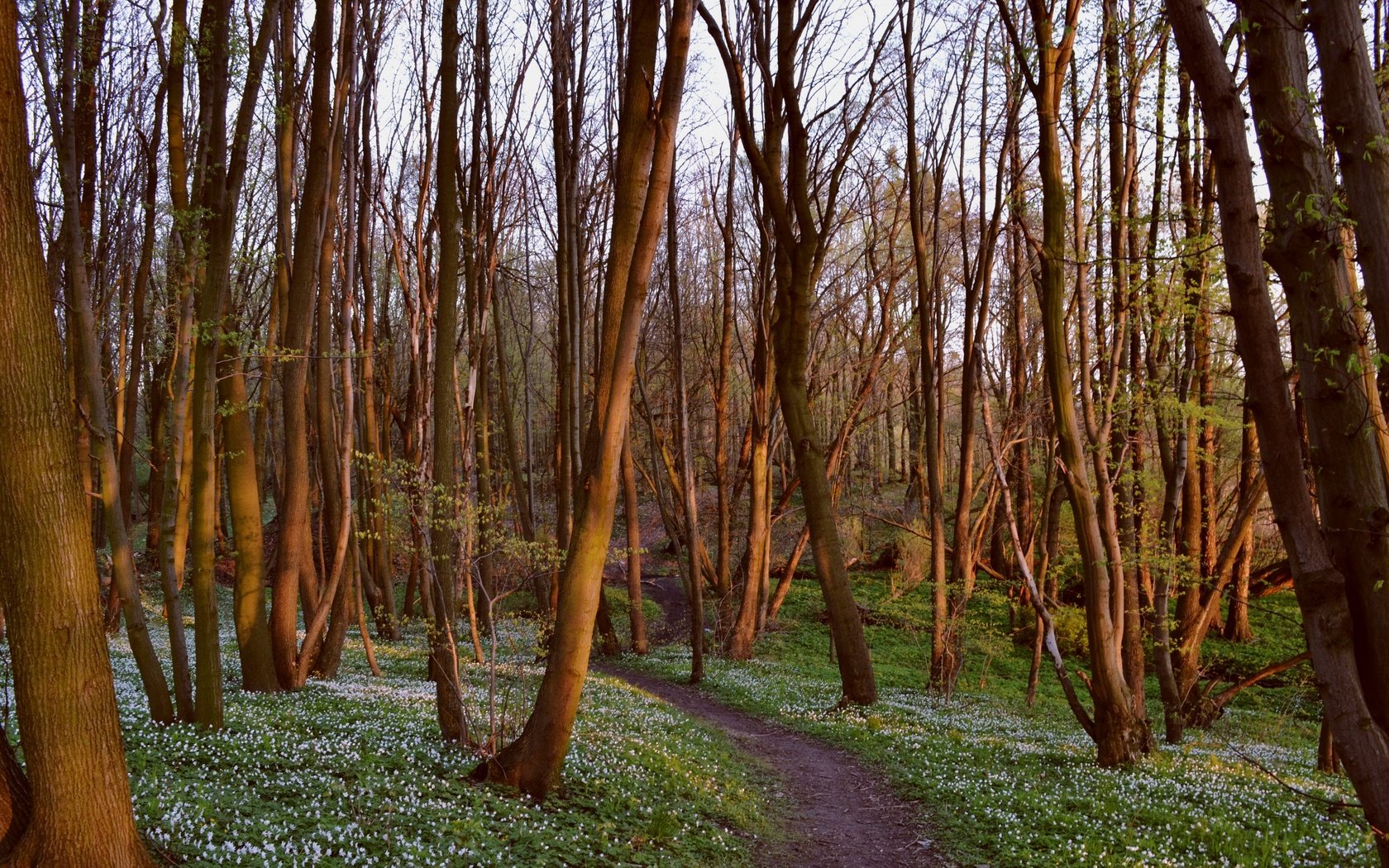 Обои цветы, трава, деревья, природа, лес, тропинка, flowers, grass, trees, nature, forest, path разрешение 2449x1632 Загрузить