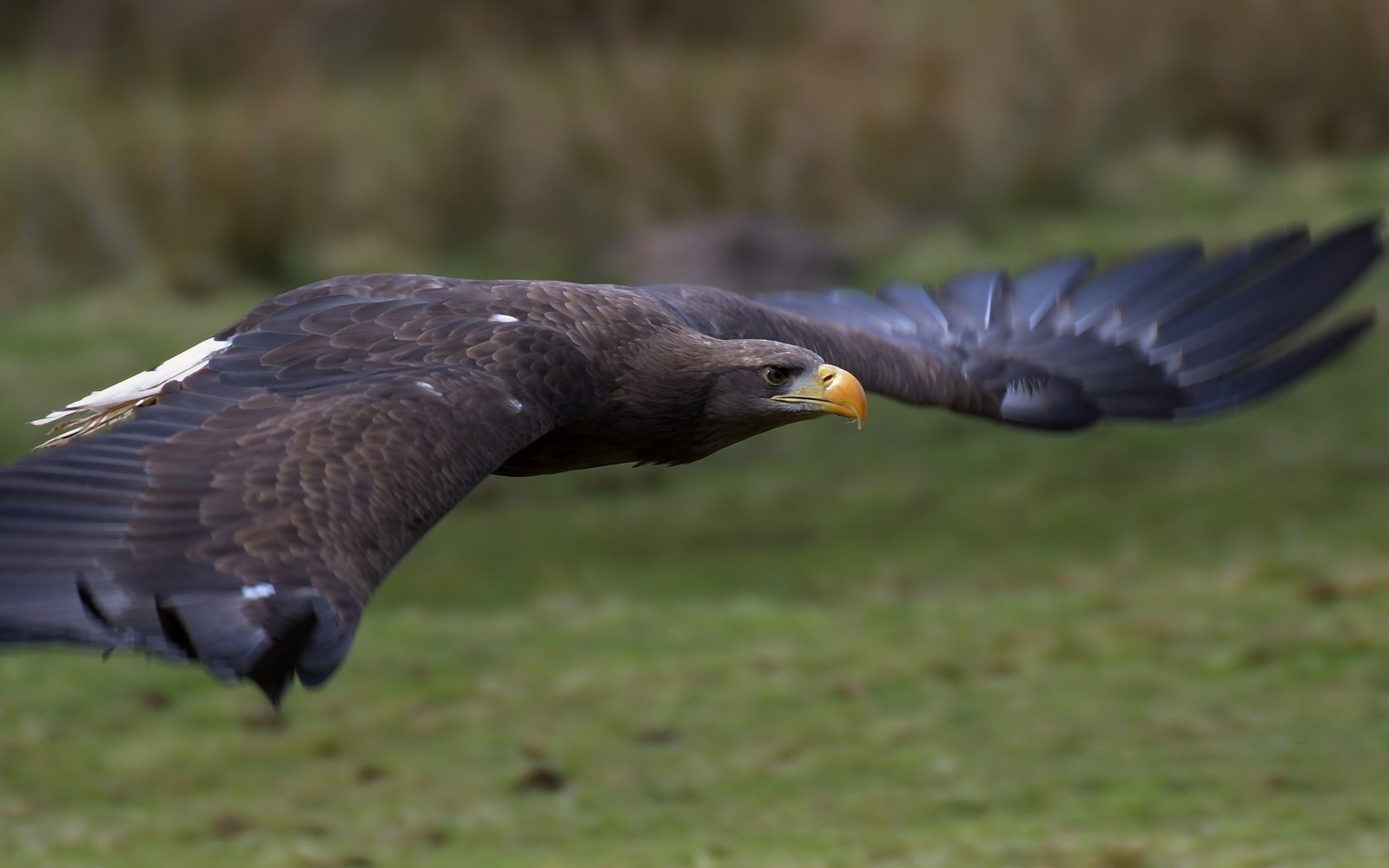 Обои полет, крылья, орел, птица, клюв, перья, орлан-белохвост, flight, wings, eagle, bird, beak, feathers, white-tailed eagle разрешение 5065x2411 Загрузить