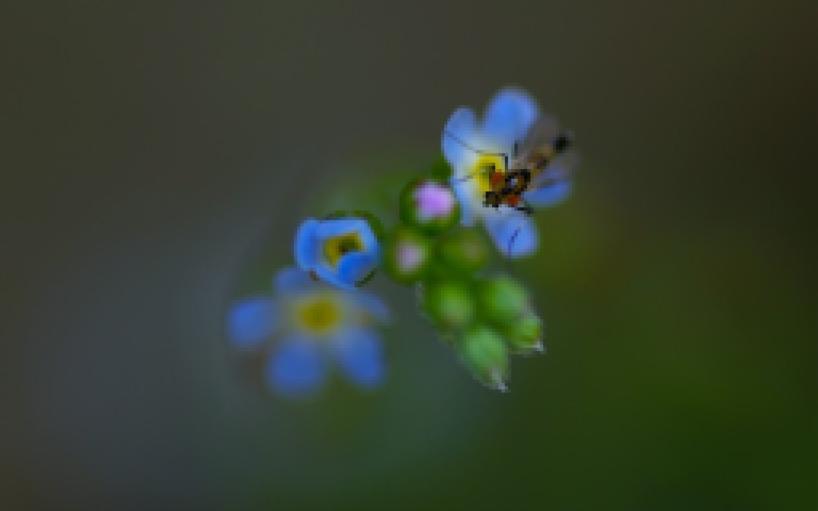 Обои природа, насекомое, фон, цветок, лепестки, незабудка, nature, insect, background, flower, petals, forget-me-not разрешение 2048x1361 Загрузить