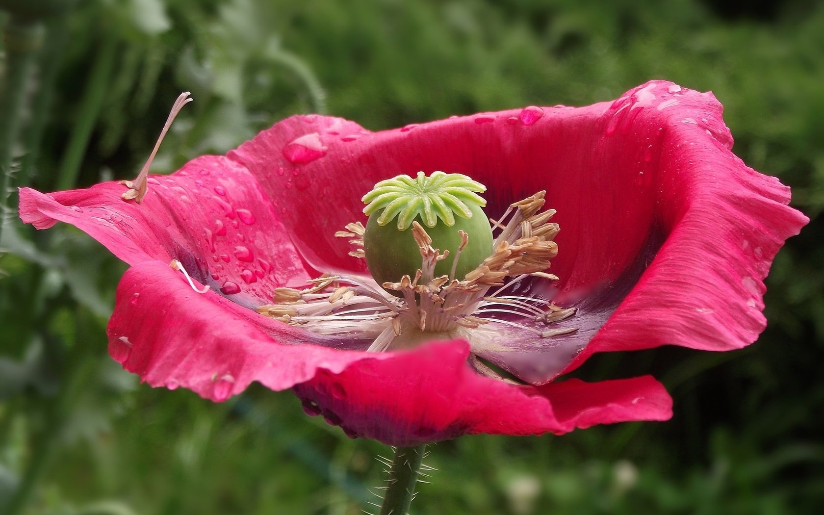 Обои цветок, капли, лепестки, пестик, мак, flower, drops, petals, pistil, mac разрешение 2560x1782 Загрузить