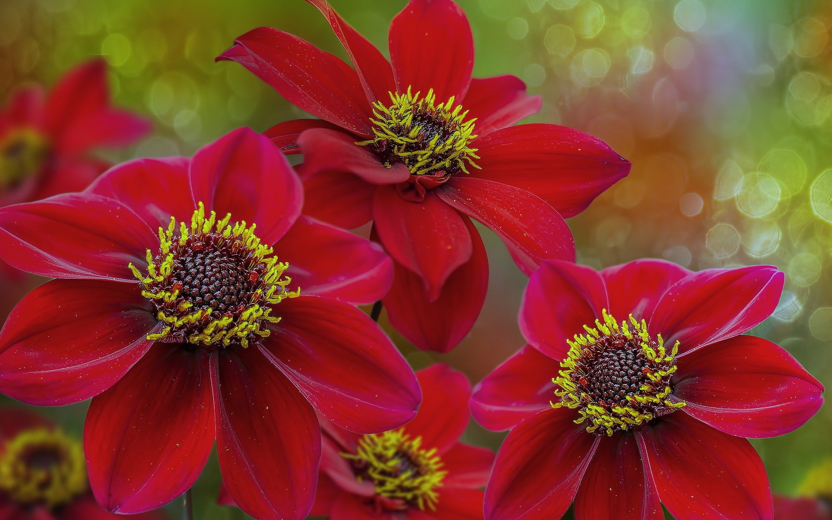 Обои цветы, природа, фон, лепестки, красные, георгины, flowers, nature, background, petals, red, dahlias разрешение 2560x1440 Загрузить
