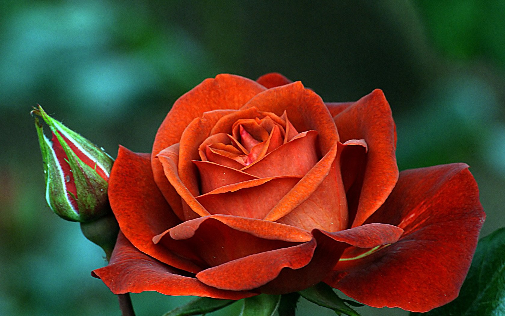 Обои цветы, роза, лепестки, бутон, flowers, rose, petals, bud разрешение 2400x1708 Загрузить