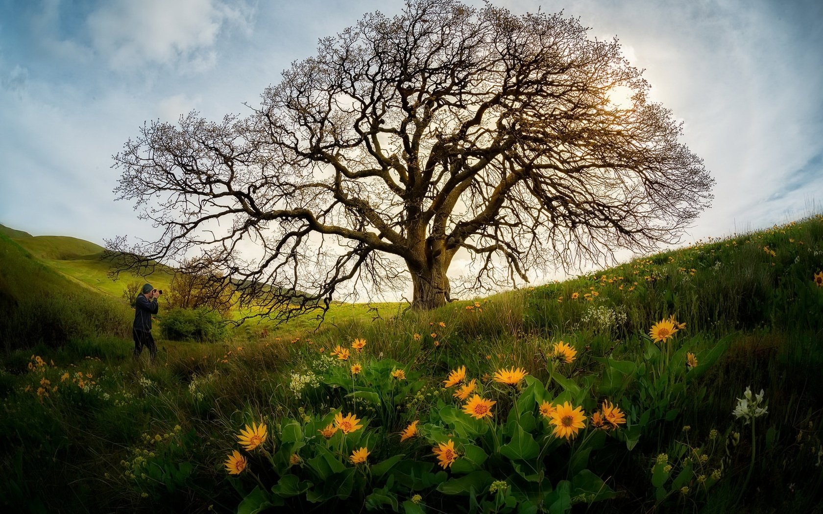 Обои небо, цветы, дерево, человек, the sky, flowers, tree, people разрешение 1920x1282 Загрузить