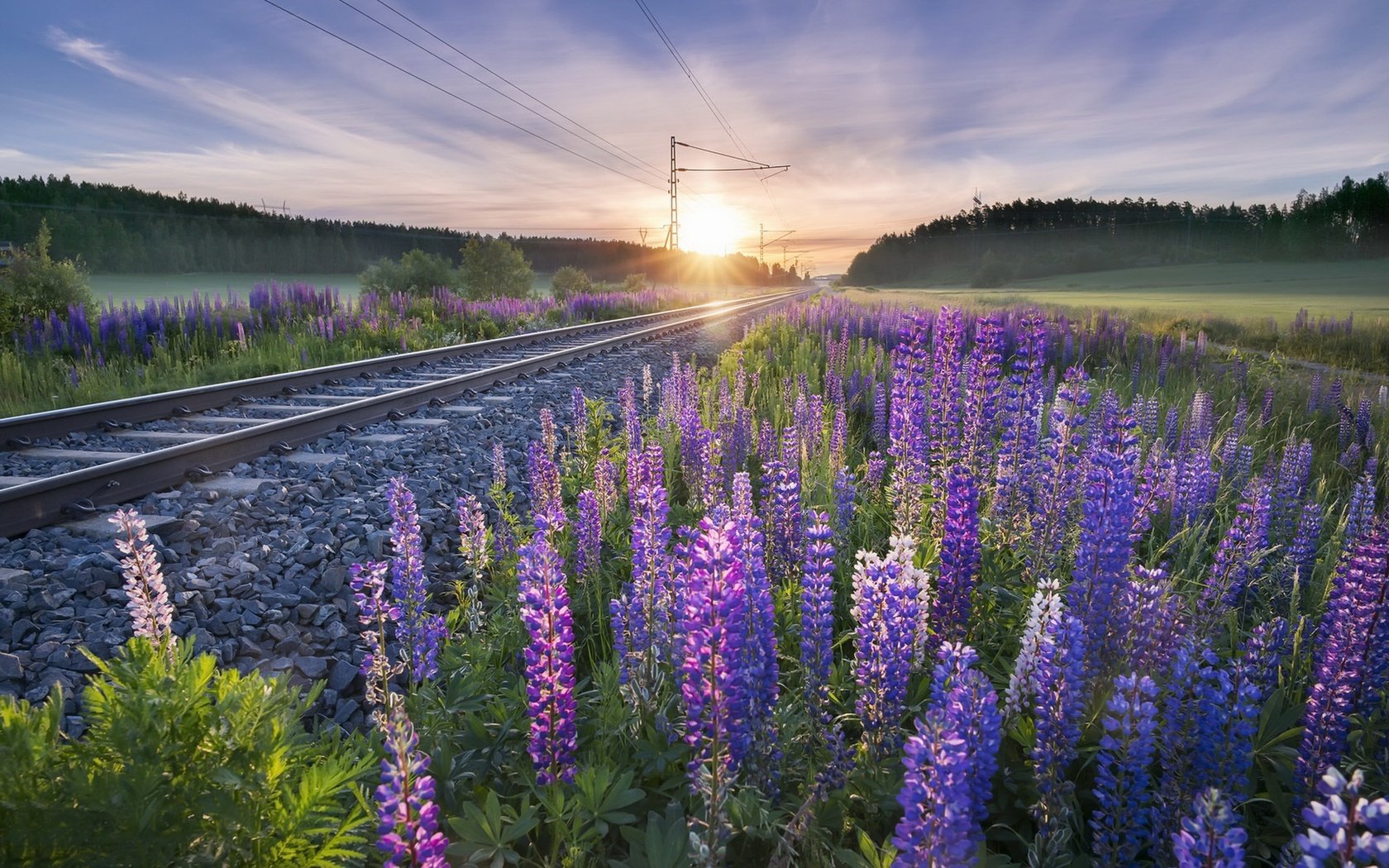 Обои цветы, железная дорога, рельсы, утро, люпины, flowers, railroad, rails, morning, lupins разрешение 1920x1279 Загрузить