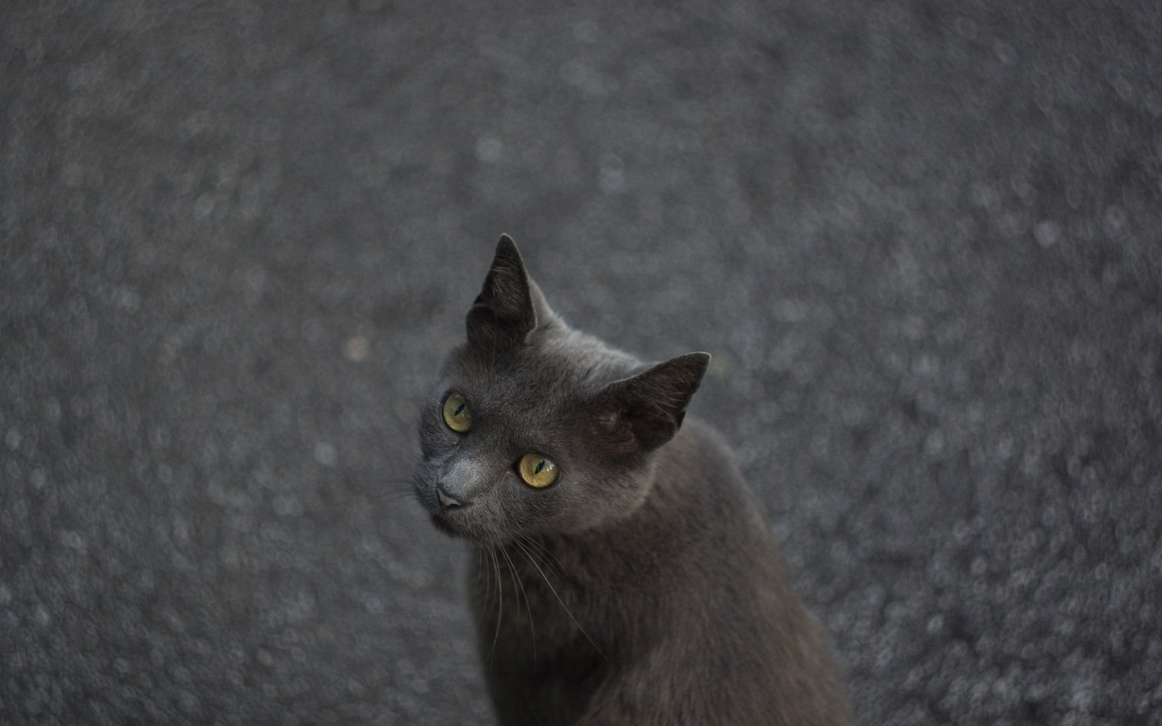 Обои глаза, кот, мордочка, кошка, взгляд, асфальт, eyes, cat, muzzle, look, asphalt разрешение 2048x1365 Загрузить