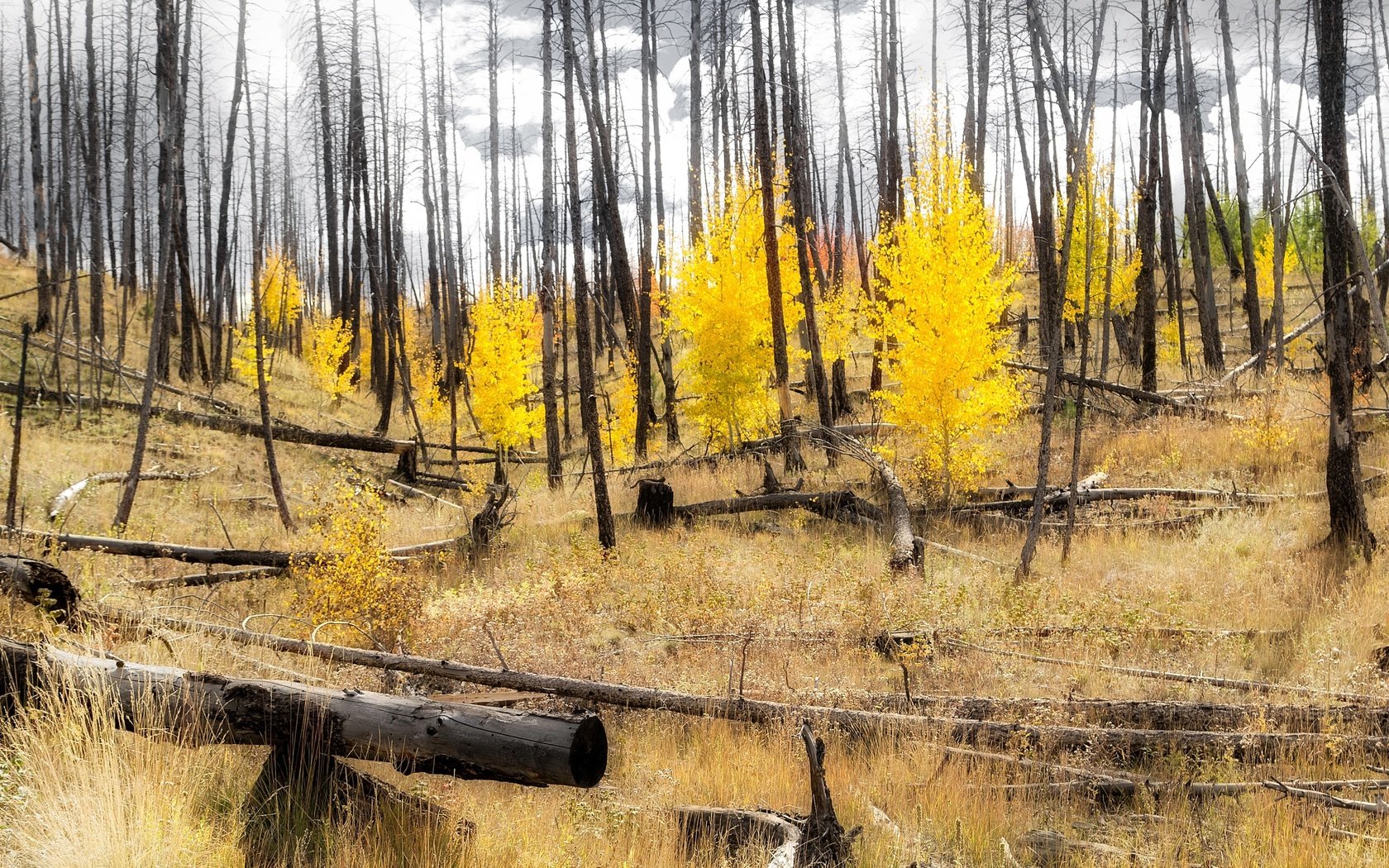 Обои лес, склон, осень, сша, колорадо, аспен, forest, slope, autumn, usa, colorado, aspen разрешение 3144x1600 Загрузить