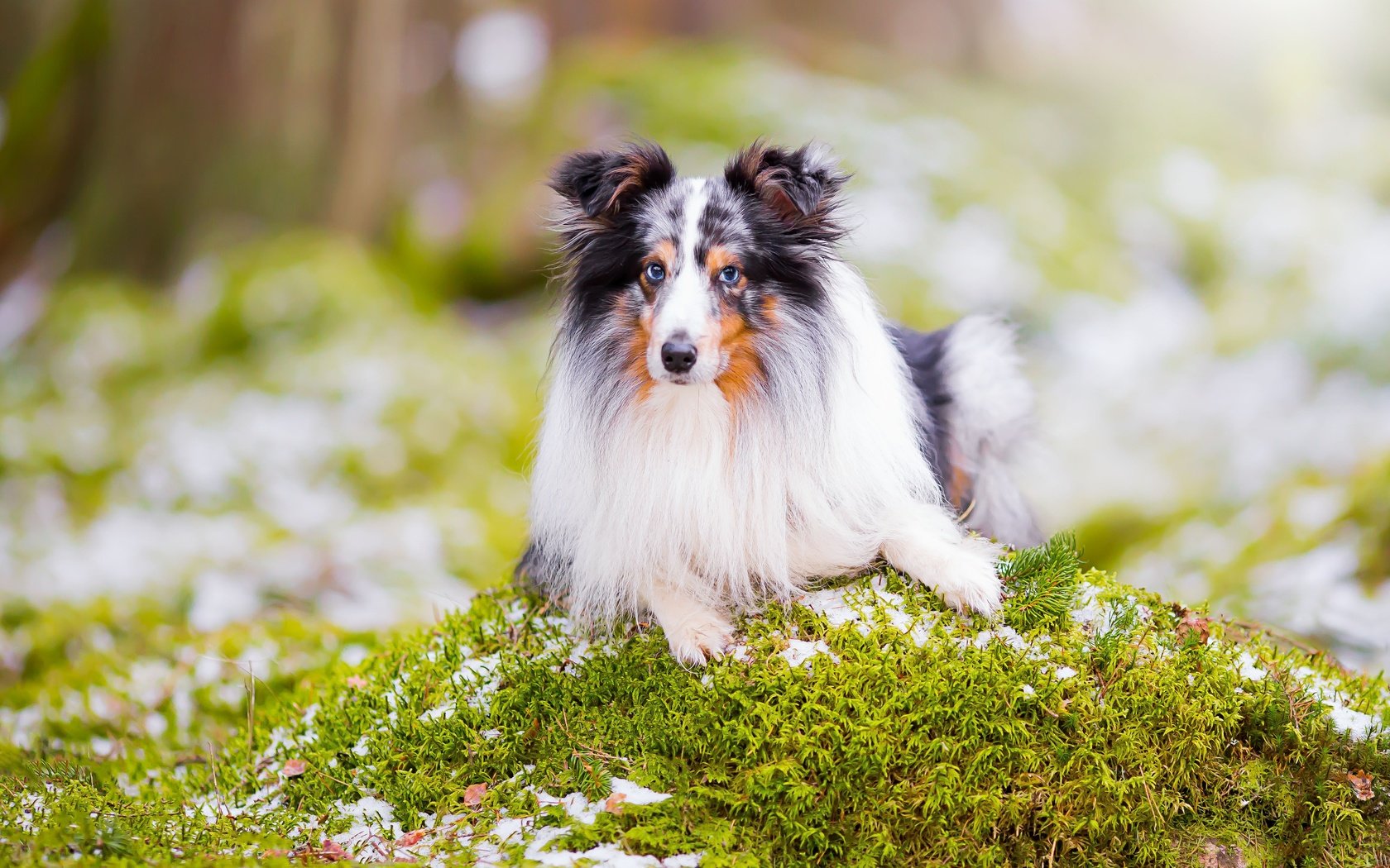 Обои портрет, взгляд, собака, боке, шелти, шетландская овчарка, portrait, look, dog, bokeh, sheltie, shetland sheepdog разрешение 4903x3269 Загрузить