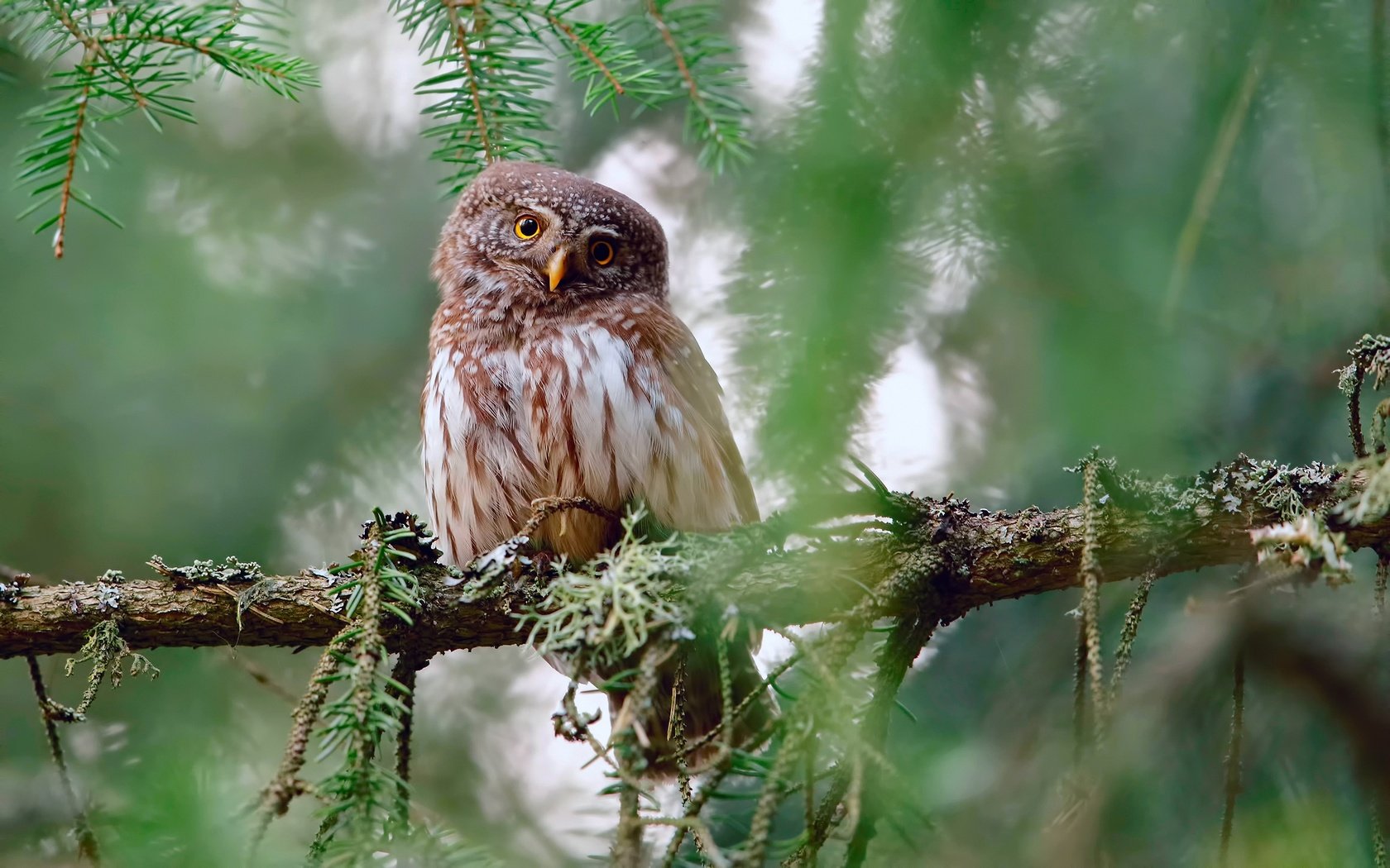 Обои сова, ветки, взгляд, птица, owl, branches, look, bird разрешение 2500x1563 Загрузить