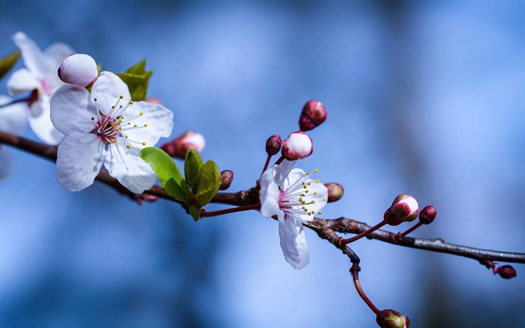 Обои небо, ветка, природа, цветение, весна, цветки, the sky, branch, nature, flowering, spring, flowers разрешение 2048x1280 Загрузить