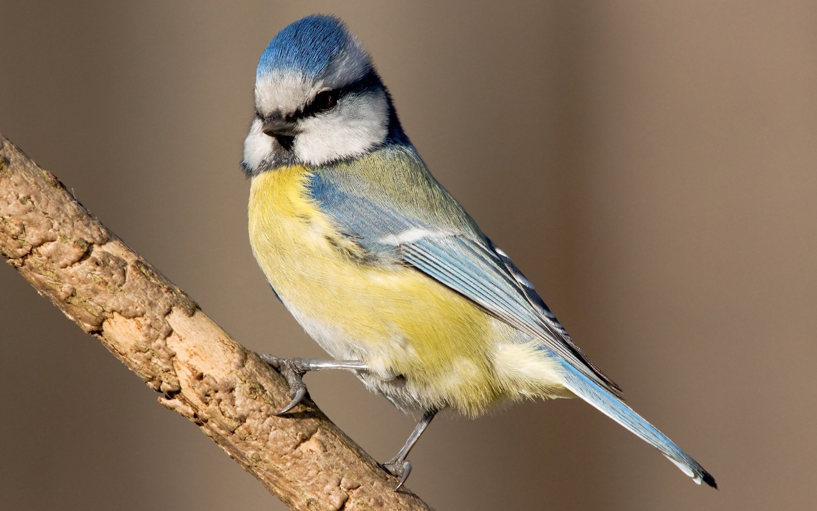 Обои ветка, птица, клюв, перья, синица, лазоревка, branch, bird, beak, feathers, tit, blue tit разрешение 1920x1200 Загрузить