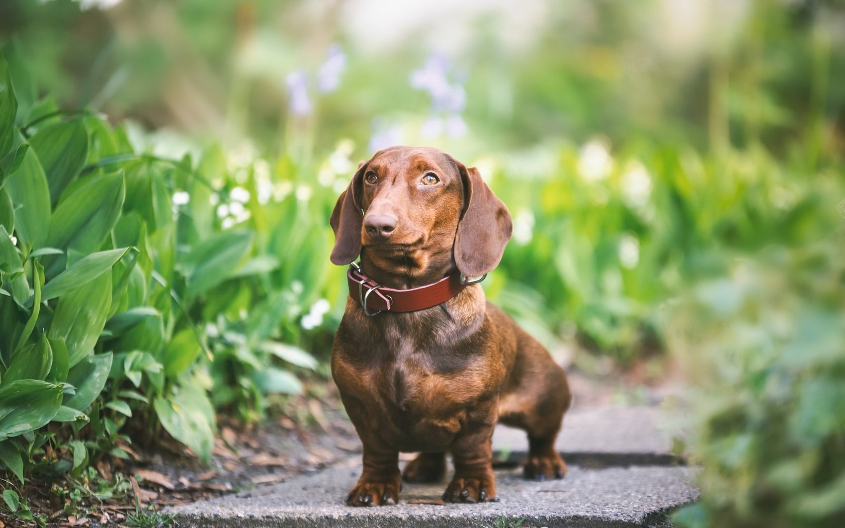 Обои зелень, взгляд, собака, друг, ошейник, такса, greens, look, dog, each, collar, dachshund разрешение 2048x1365 Загрузить