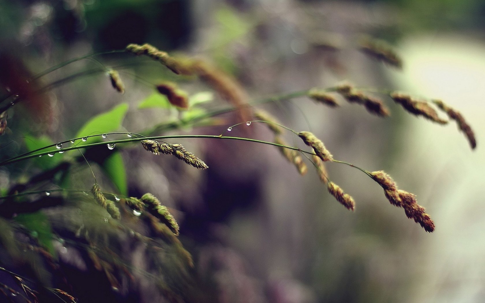 Обои трава, природа, макро, фон, роса, капли, дождь, колоски, grass, nature, macro, background, rosa, drops, rain, spikelets разрешение 1920x1200 Загрузить