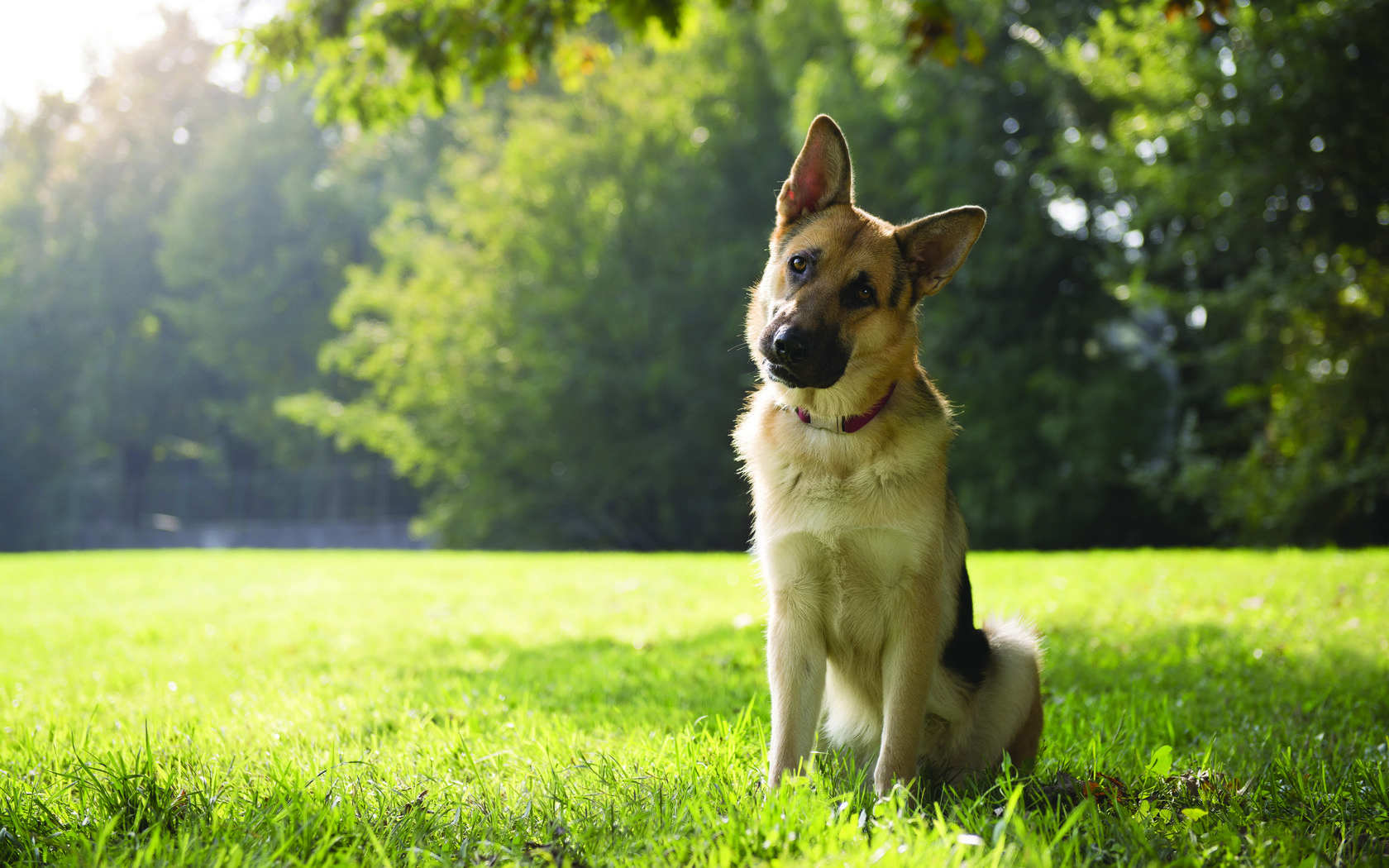 Обои трава, парк, собака, немецкая овчарка, овчарка, grass, park, dog, german shepherd, shepherd разрешение 3840x2400 Загрузить