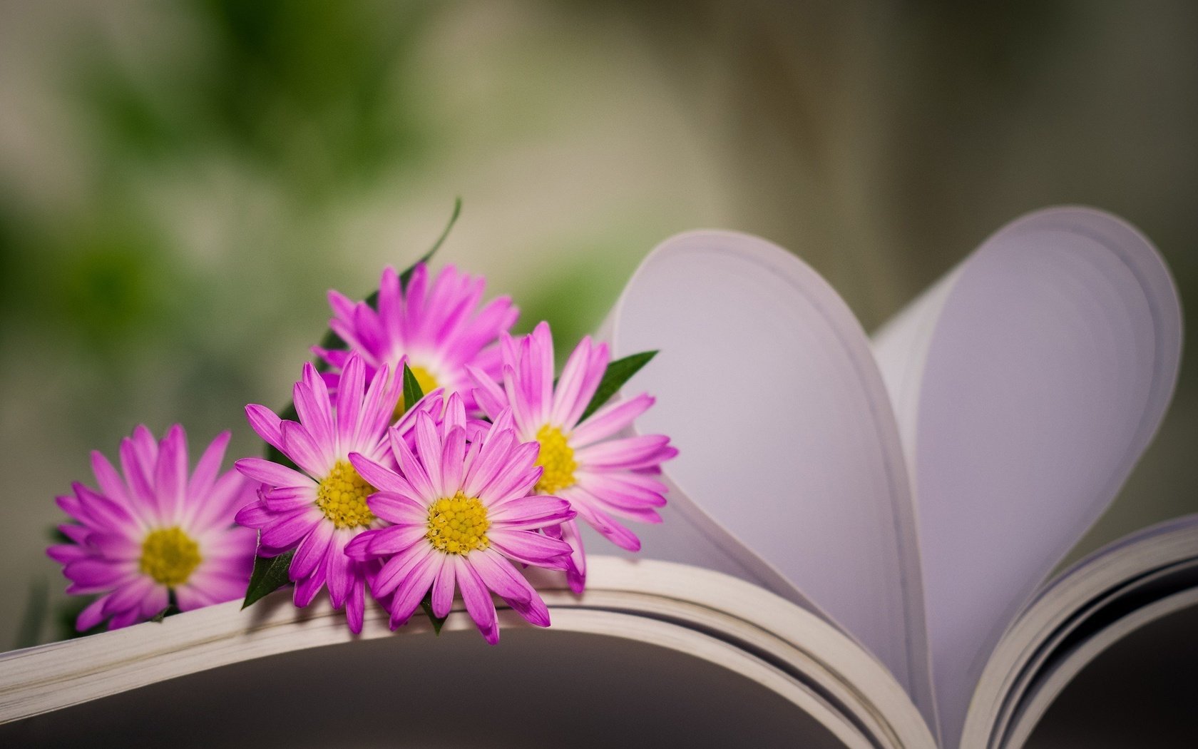Обои цветы, сердце, книга, хризантемы, боке, страницы, flowers, heart, book, chrysanthemum, bokeh, page разрешение 2048x1362 Загрузить