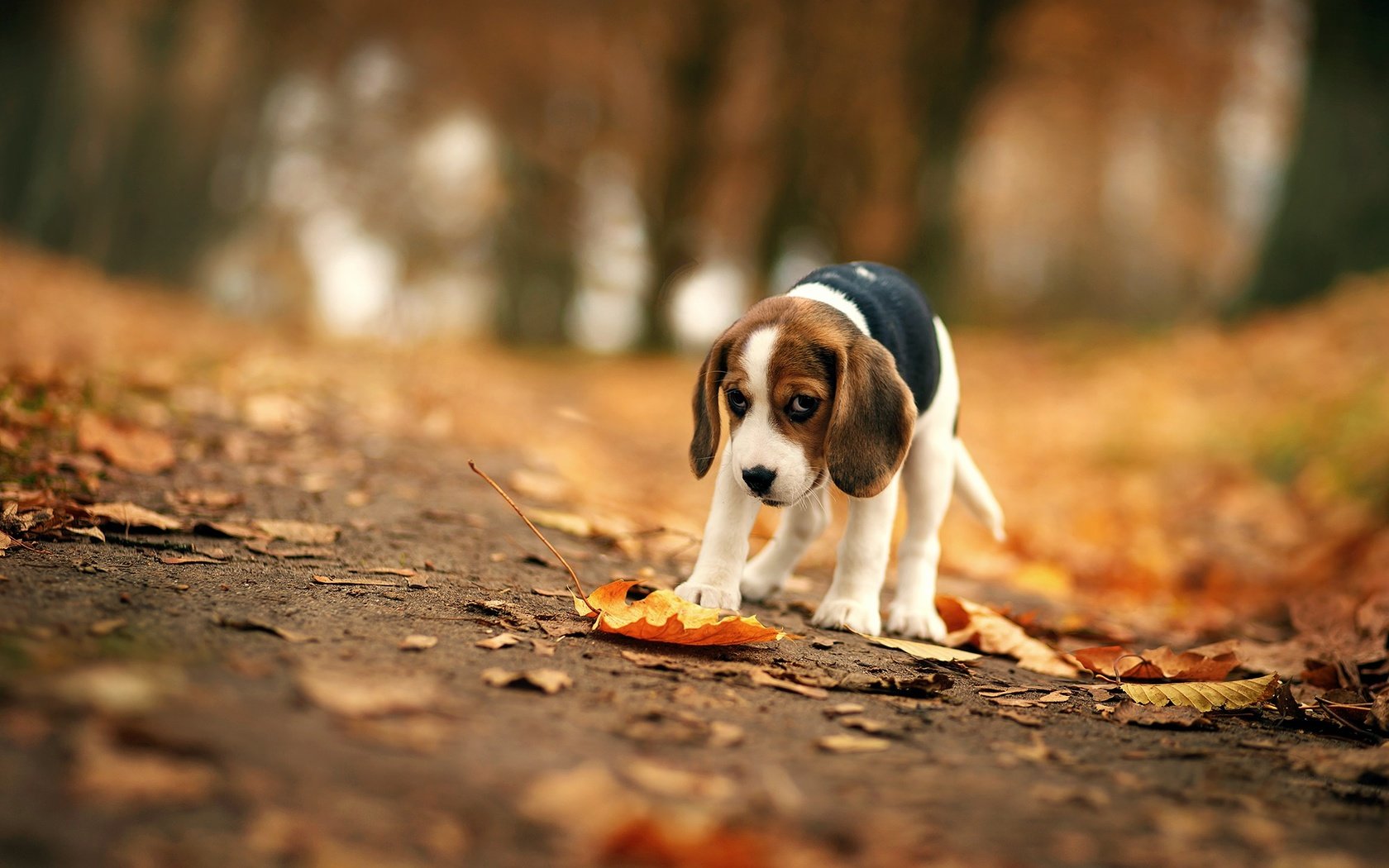 Обои листья, мордочка, взгляд, осень, собака, уши, бигль, leaves, muzzle, look, autumn, dog, ears, beagle разрешение 2000x1541 Загрузить