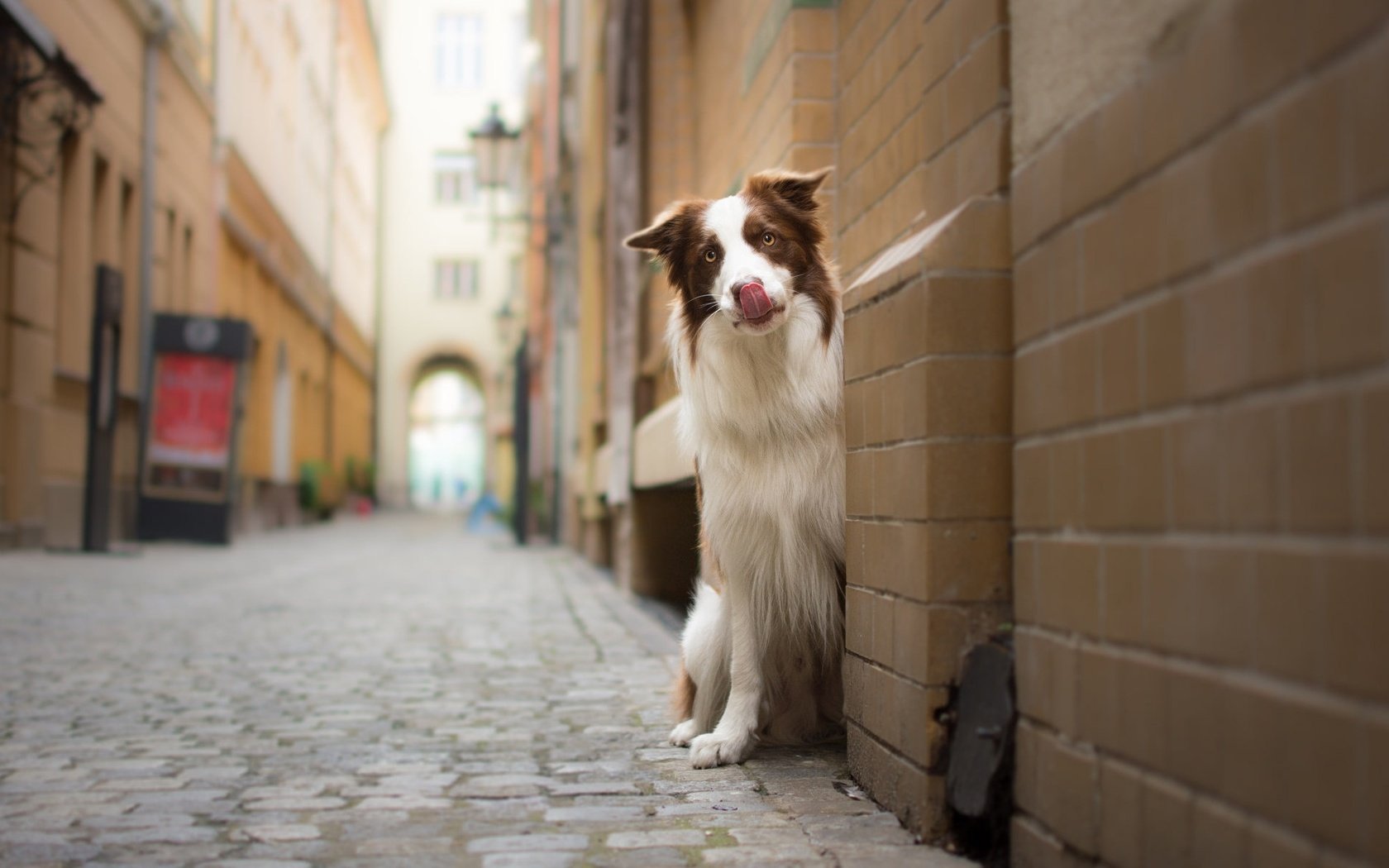 Обои мордочка, взгляд, стена, собака, улица, бордер-колли, muzzle, look, wall, dog, street, the border collie разрешение 1925x1198 Загрузить