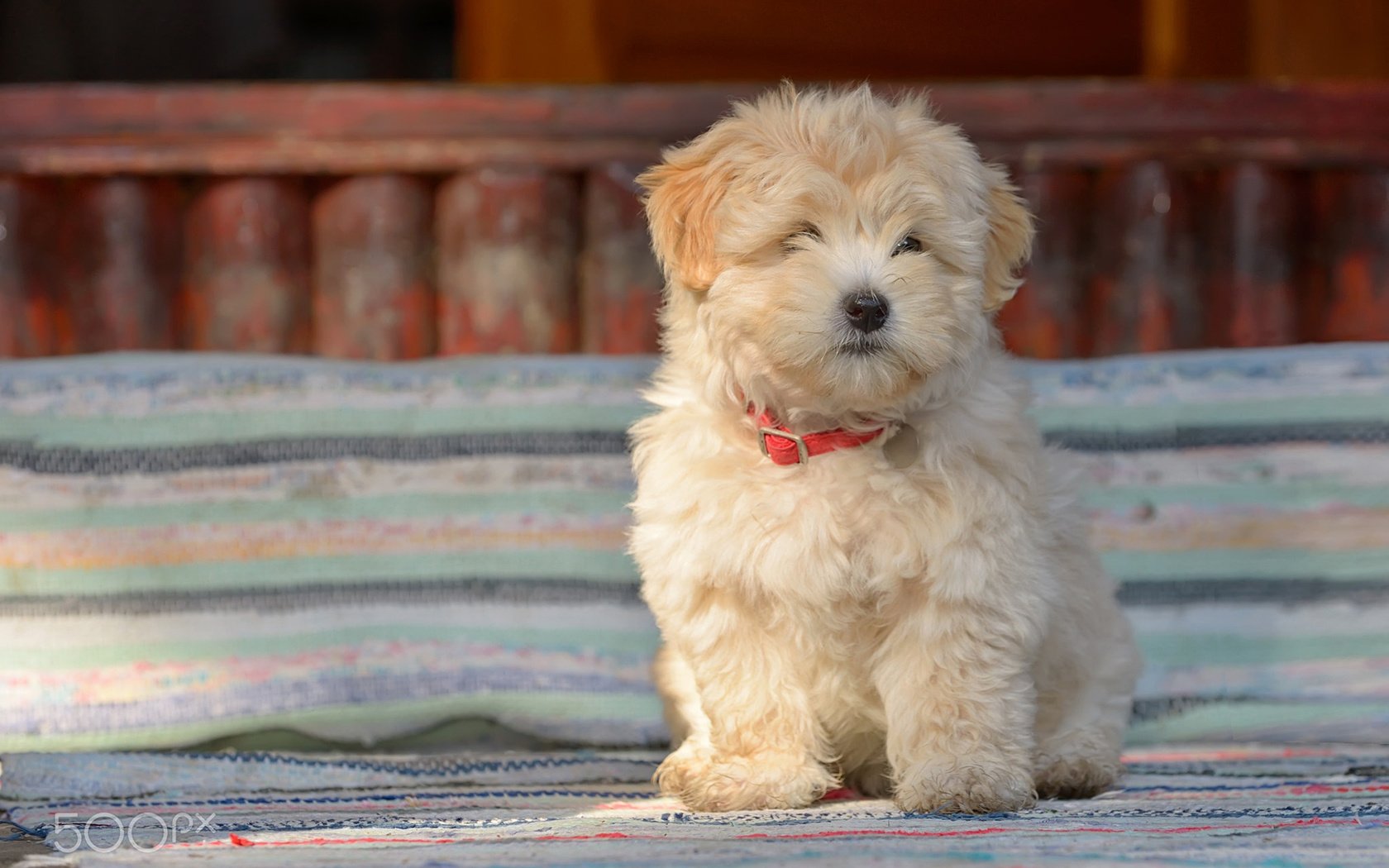 Обои собака, щенок, овчарка, болонка, jordache, румынская овчарка, dog, puppy, shepherd, lapdog, romanian shepherd разрешение 1920x1200 Загрузить